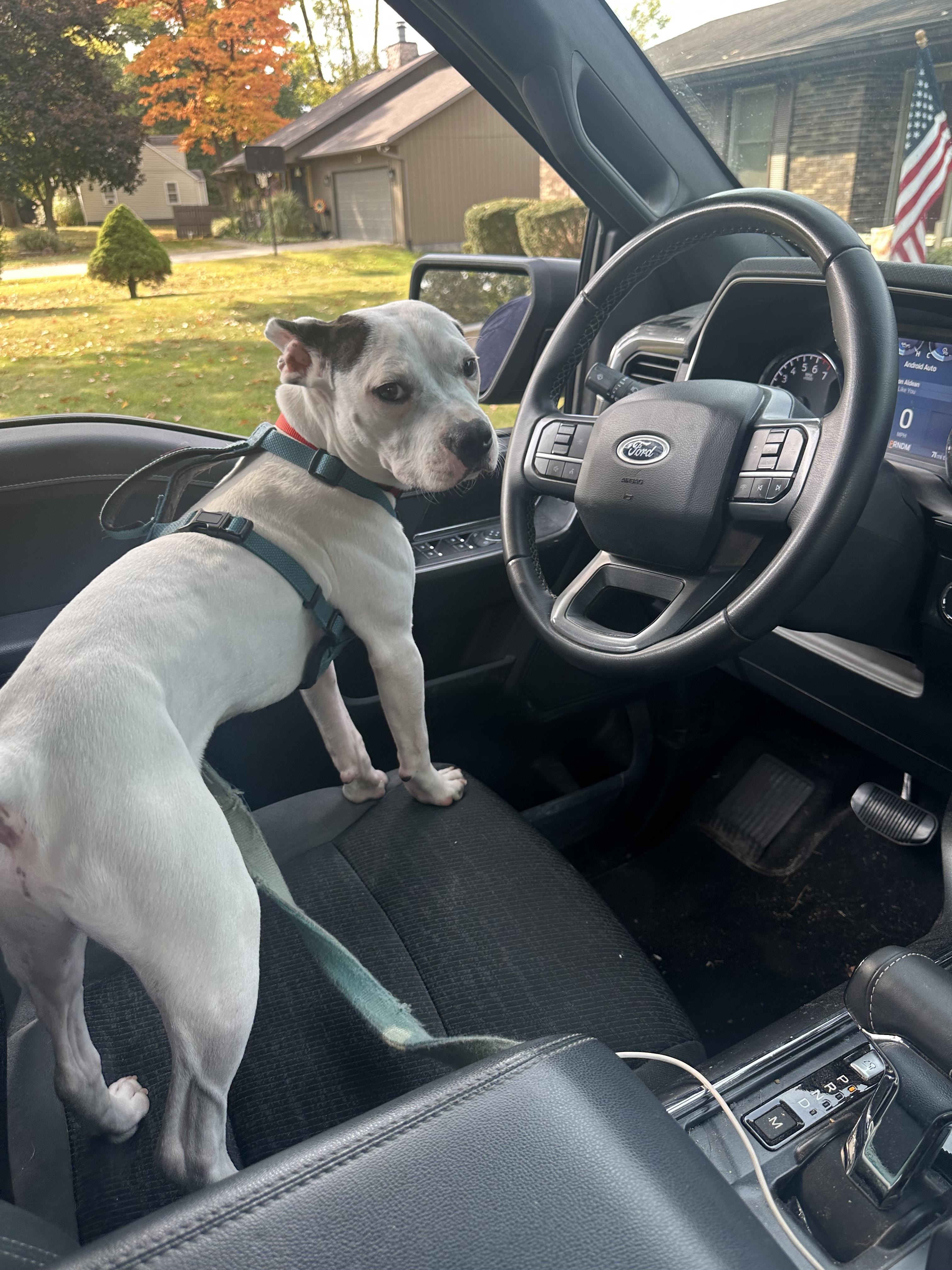 Enlarge Mood Ring, a Adoptable Mixed Breed in Mishawaka, IN image 1/6