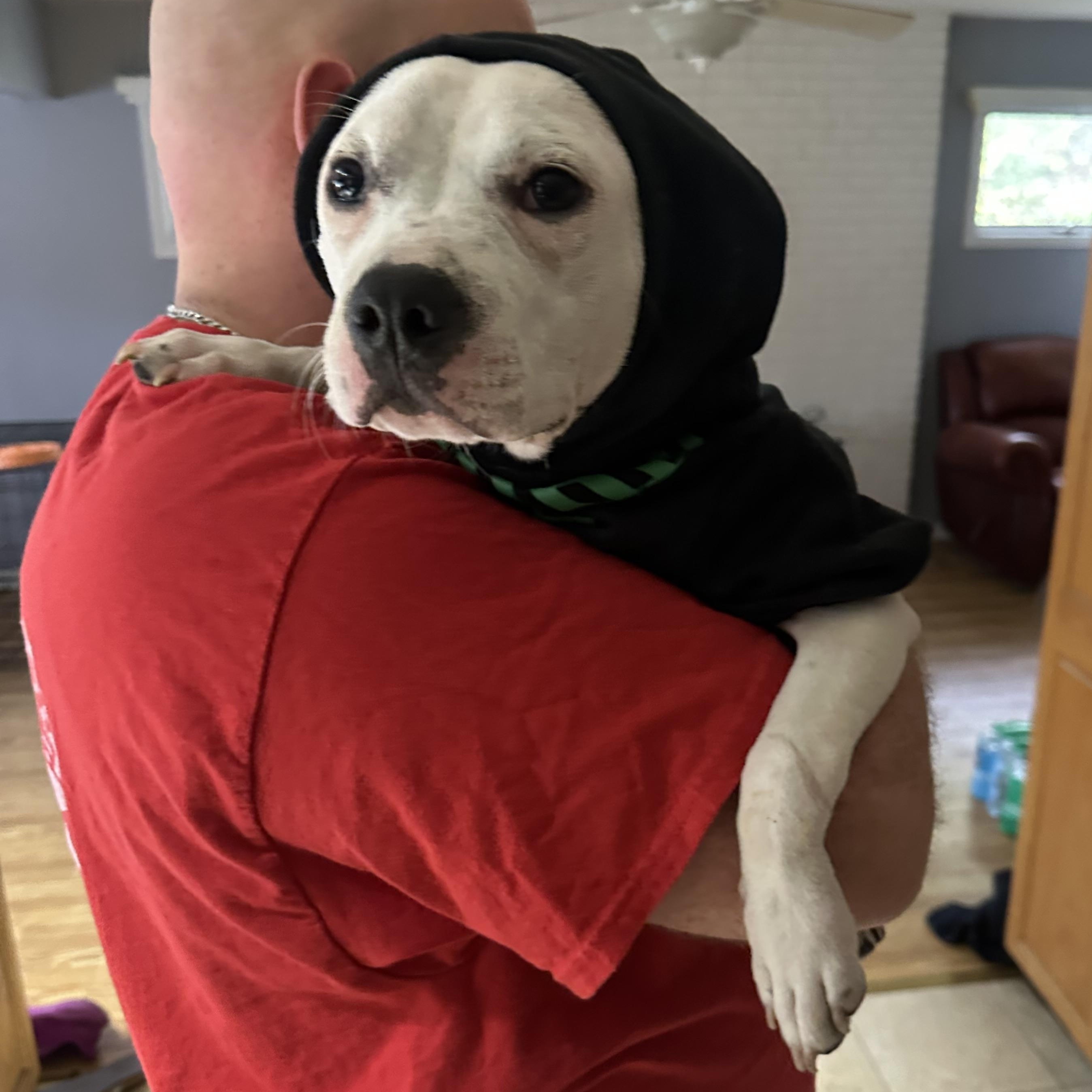 Enlarge Mood Ring, a Adoptable Mixed Breed in Mishawaka, IN image 2/6