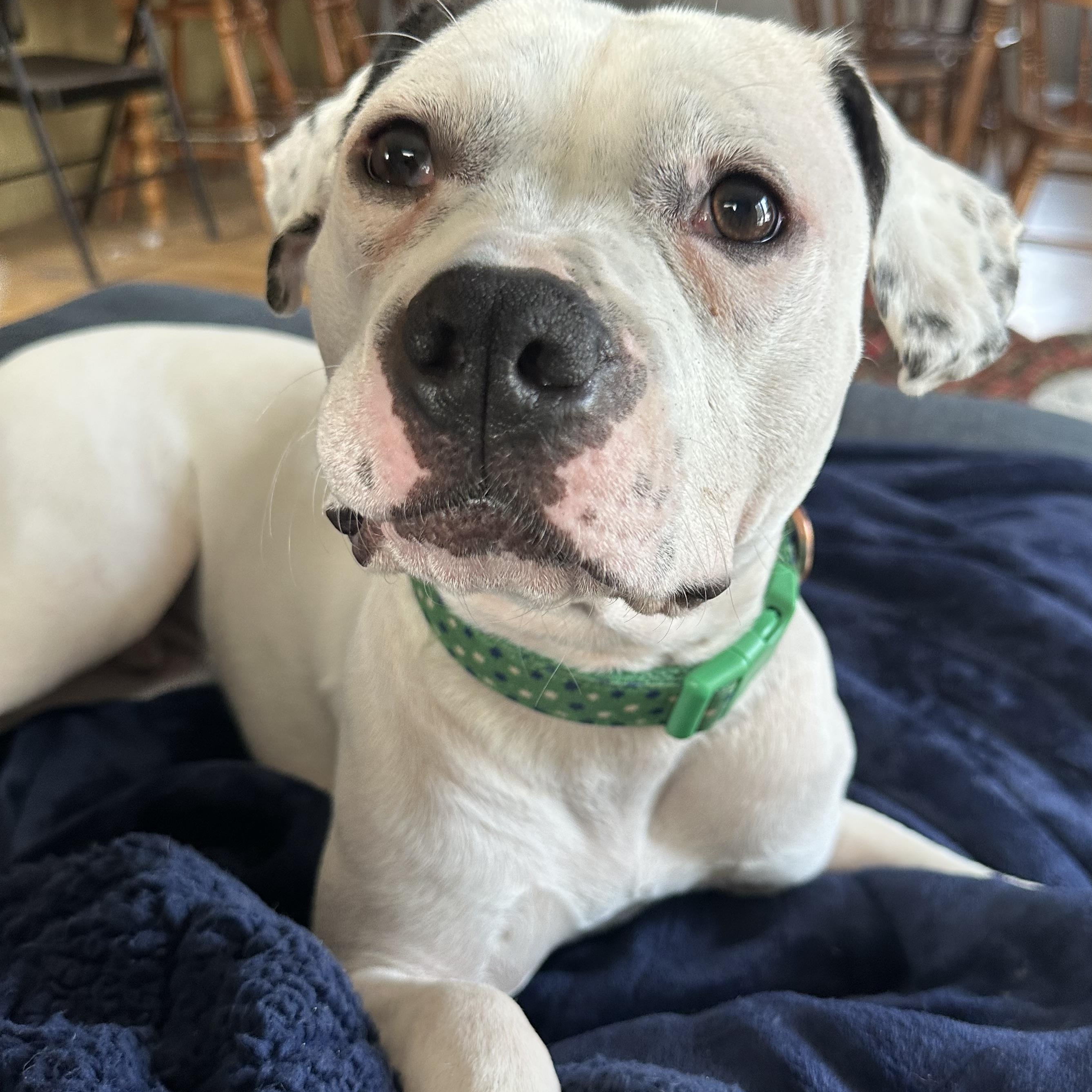 Enlarge Mood Ring, a Adoptable Mixed Breed in Mishawaka, IN image 2/6