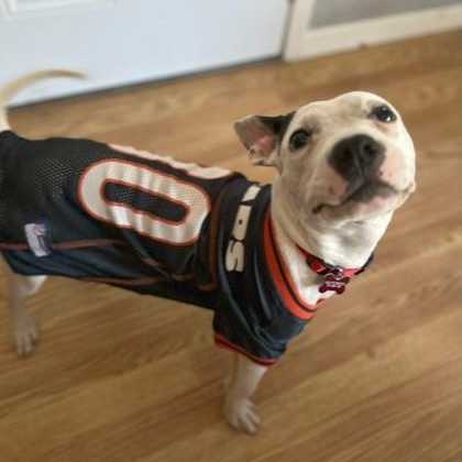 Enlarge Mood Ring, a Adoptable Mixed Breed in Mishawaka, IN image 3/6