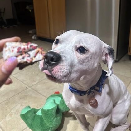 Enlarge Mood Ring, a Adoptable Mixed Breed in Mishawaka, IN image 4/6