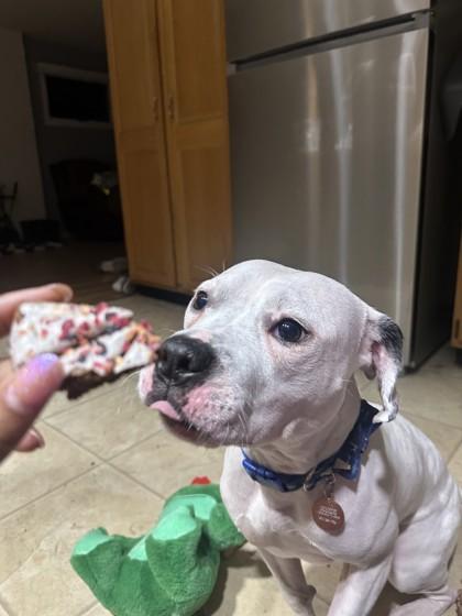 Enlarge Mood Ring, a Adoptable Mixed Breed in Mishawaka, IN image 4/6