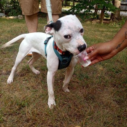 Enlarge Mood Ring, a Adoptable Mixed Breed in Mishawaka, IN image 4/6