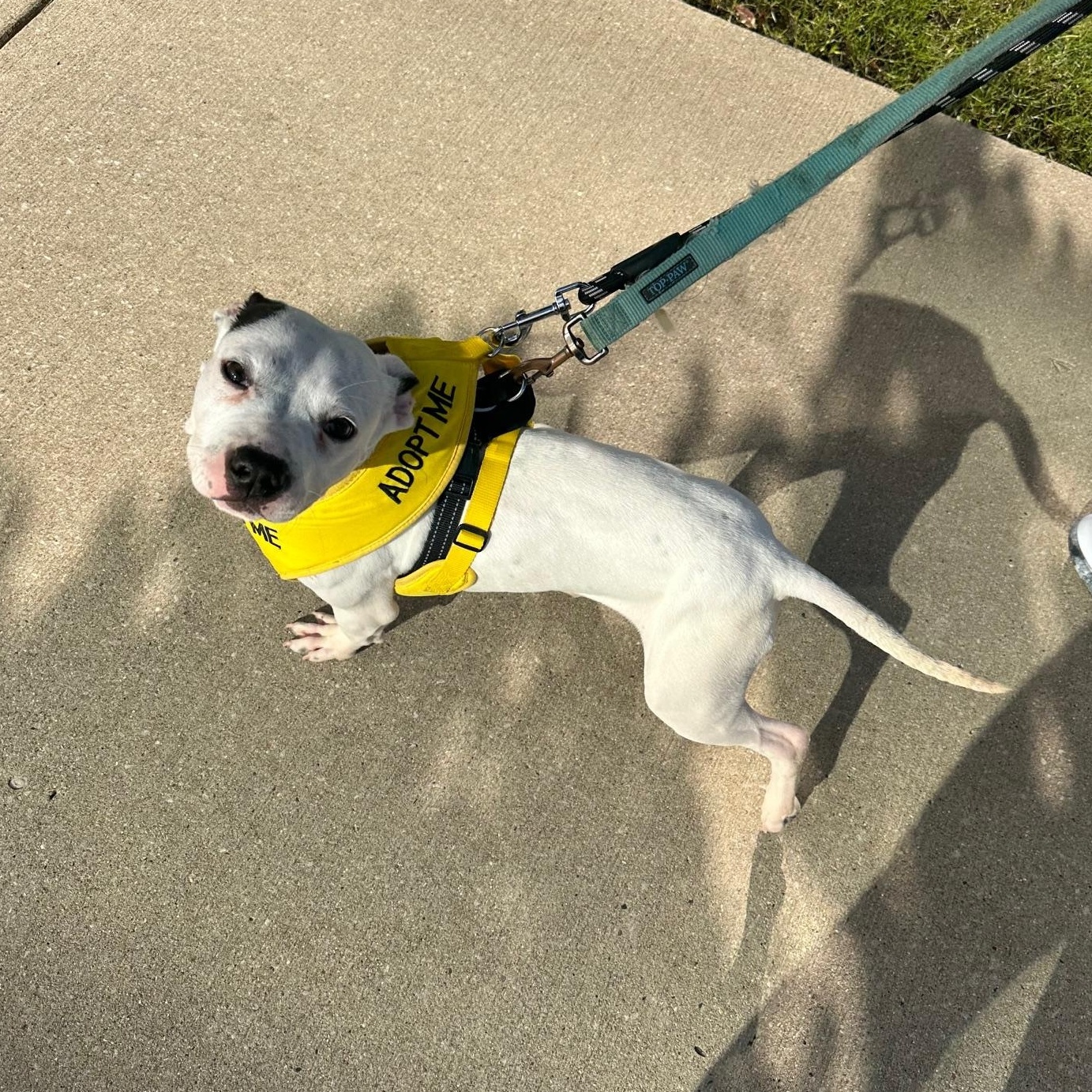 Enlarge Mood Ring, a Adoptable Mixed Breed in Mishawaka, IN image 6/6