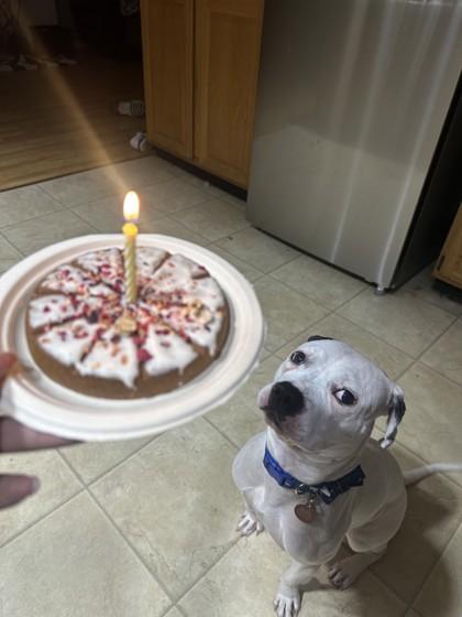 Enlarge Mood Ring, a Adoptable Mixed Breed in Mishawaka, IN image 3/6