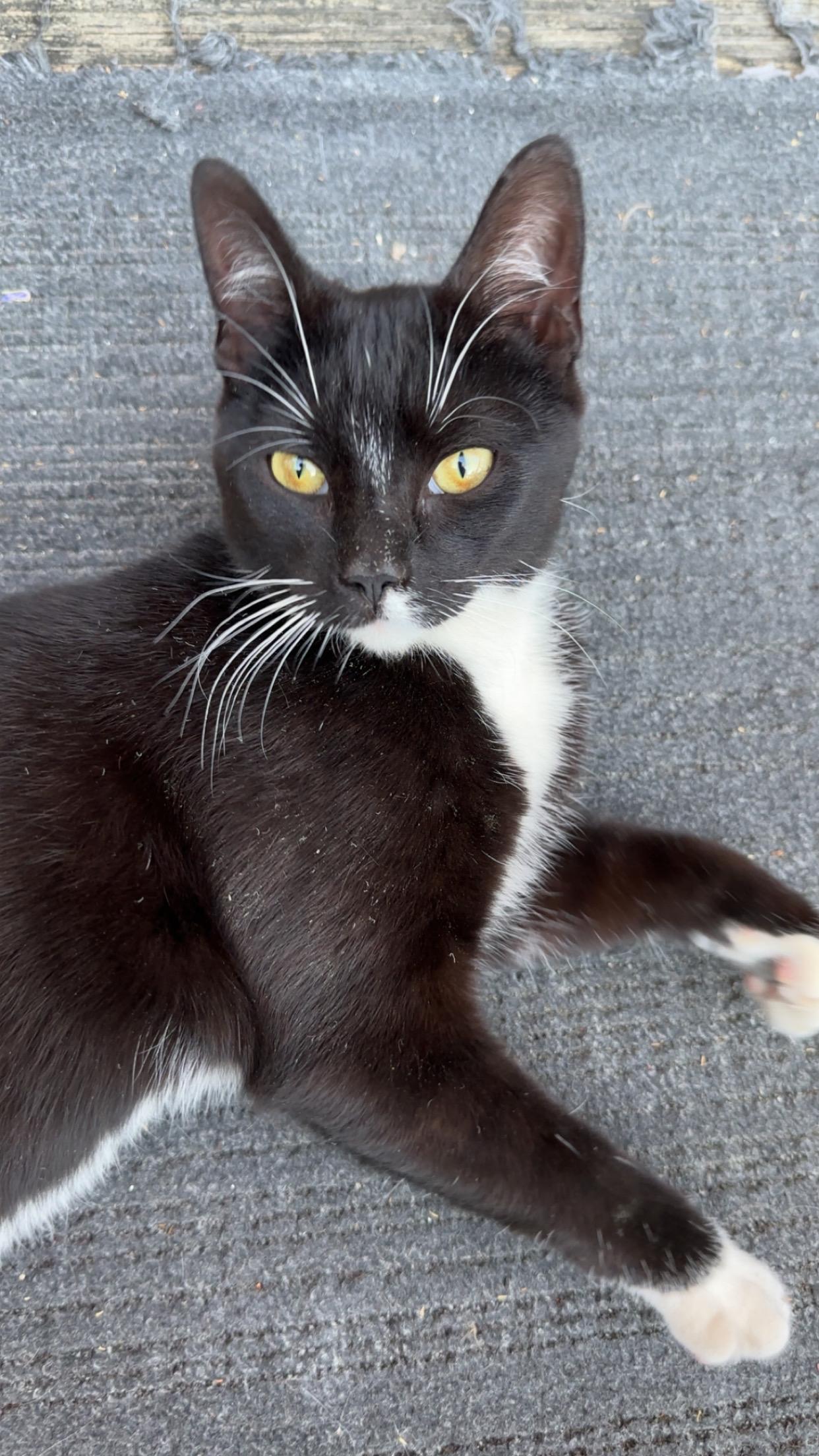 Tapper Catherine, Young Female Domestic Short Hair