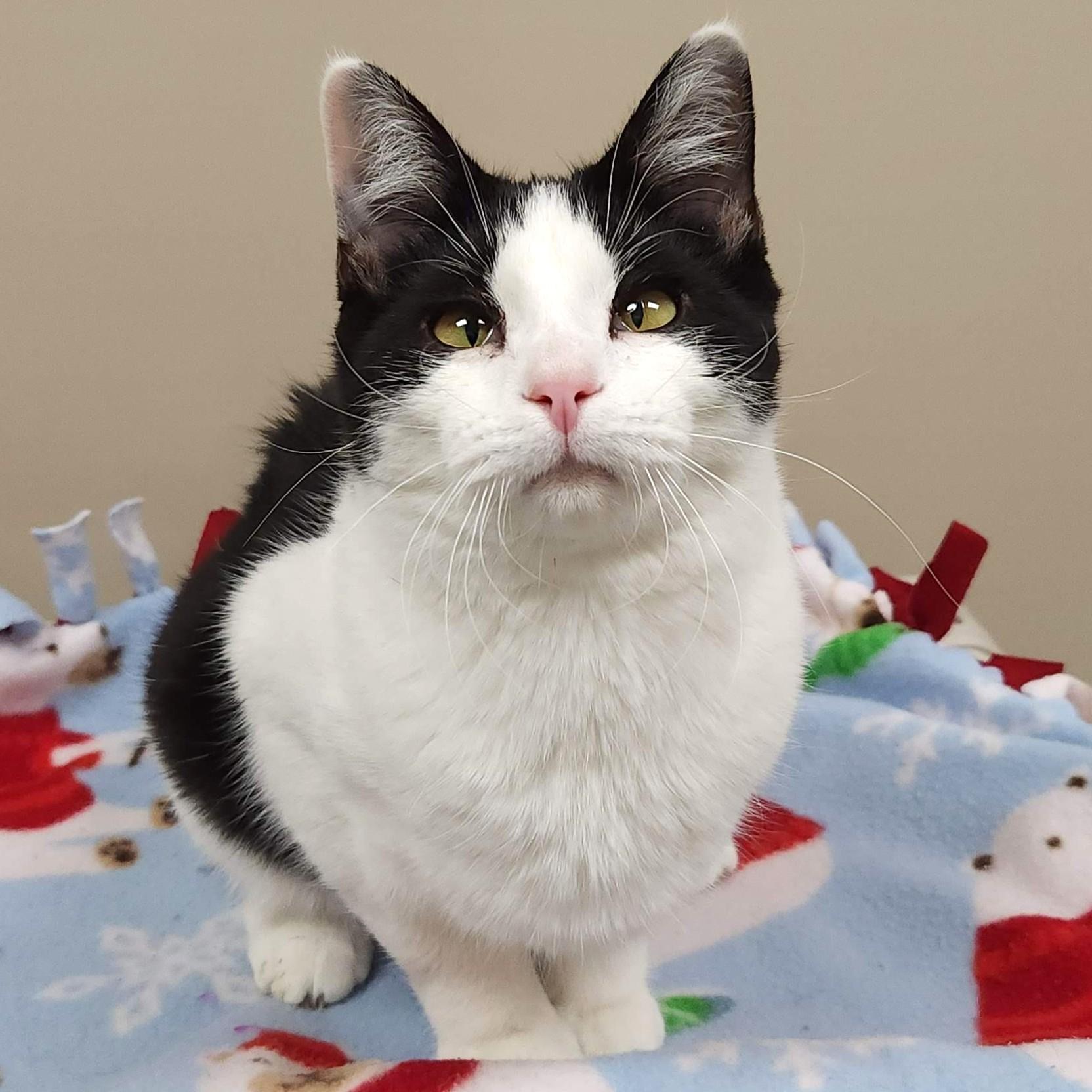Po Boy, adoptable, Young Male Domestic Short Hair.