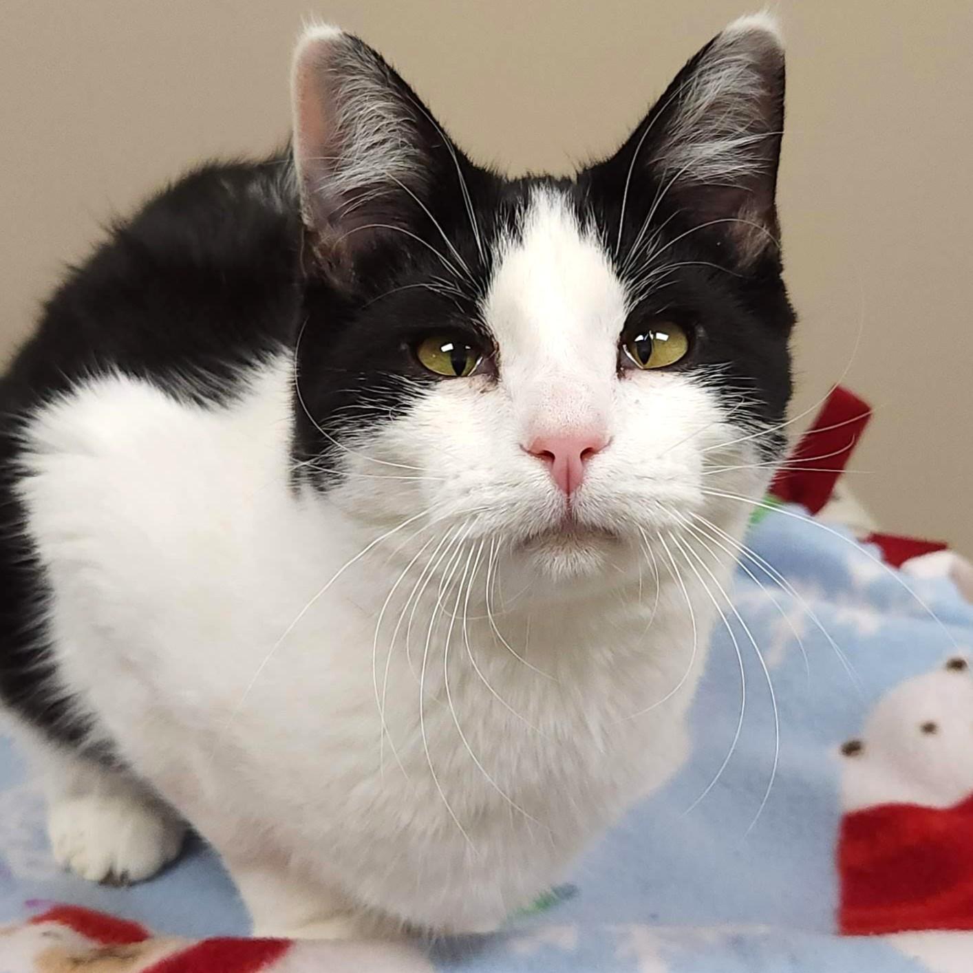 Enlarge Po Boy, an adoptable Domestic Short Hair in Marshfield, WI image 2/5