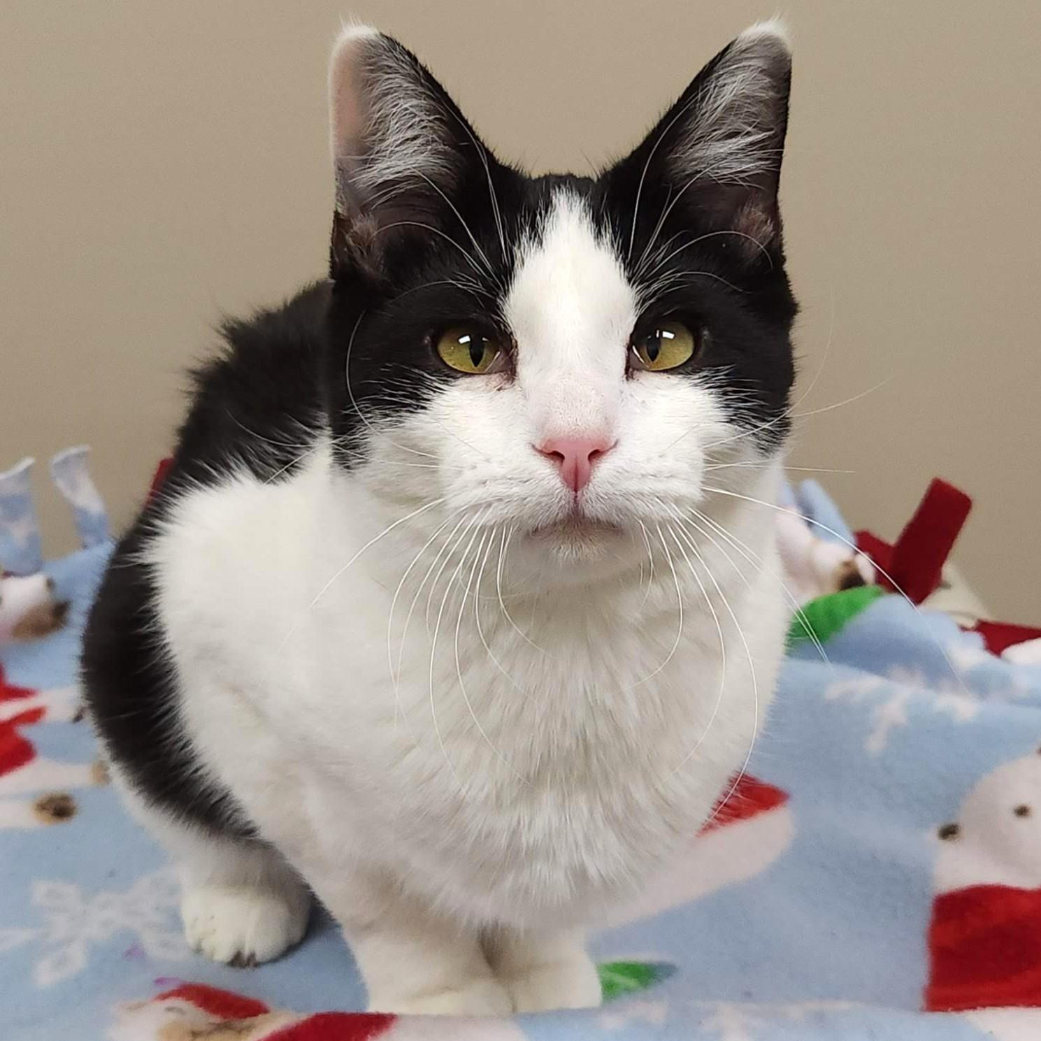 Enlarge Po Boy, an adoptable Domestic Short Hair in Marshfield, WI image 4/5