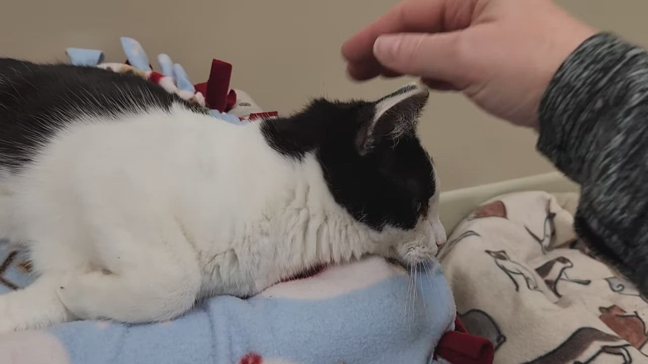 Enlarge Po Boy, an adoptable Domestic Short Hair in Marshfield, WI video 5/5