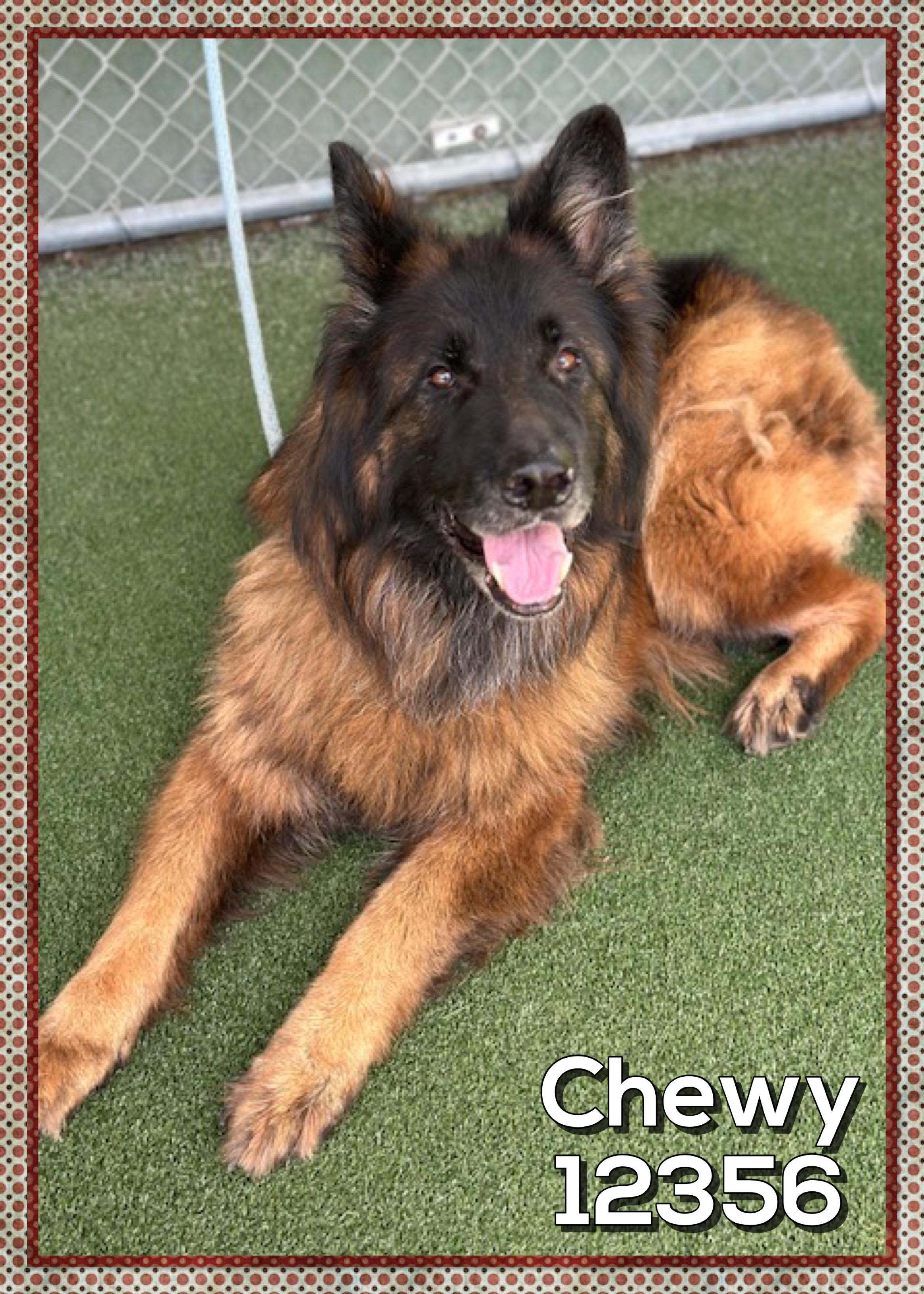 Chewy thumbnail 4