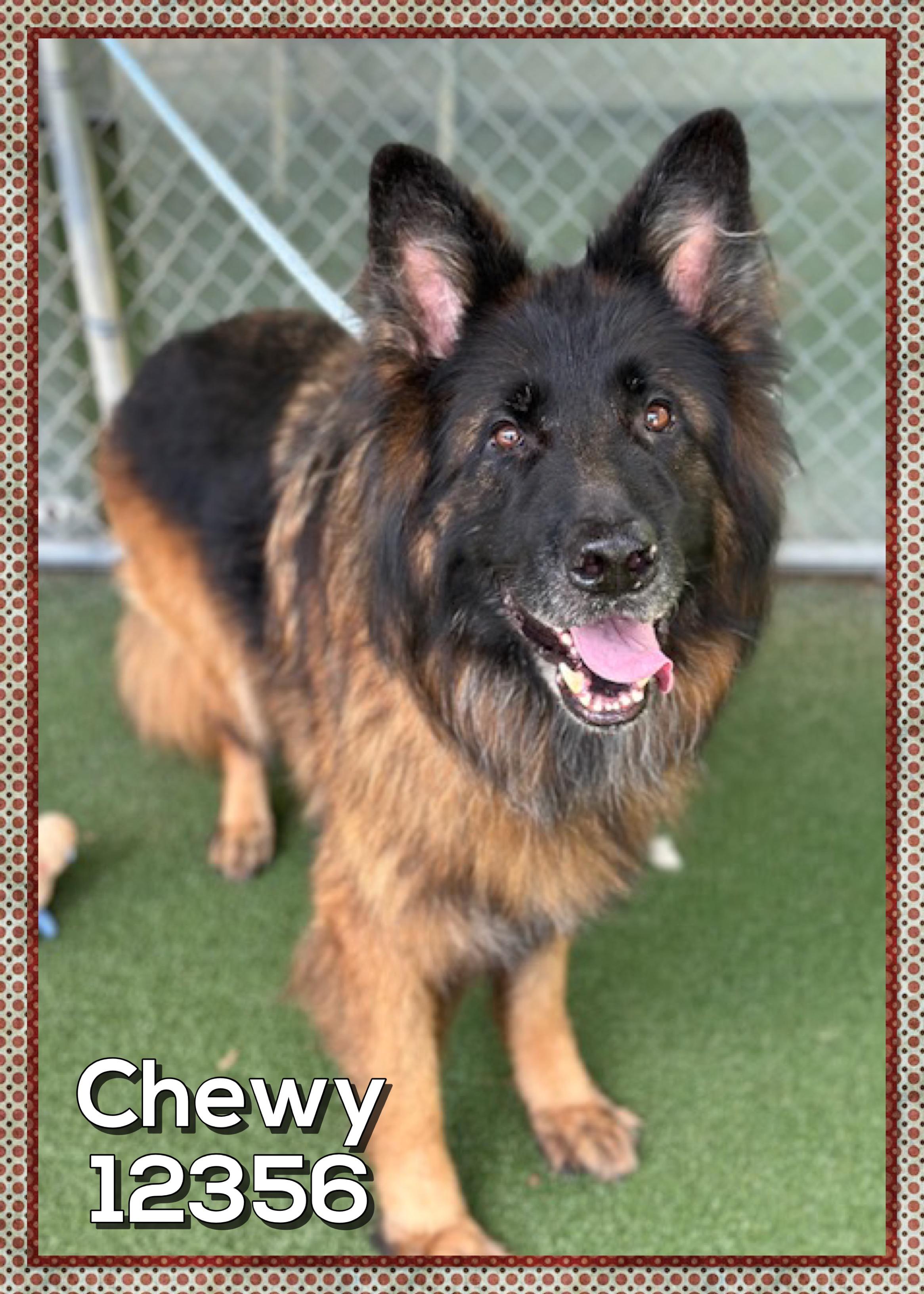 Chewy thumbnail 5