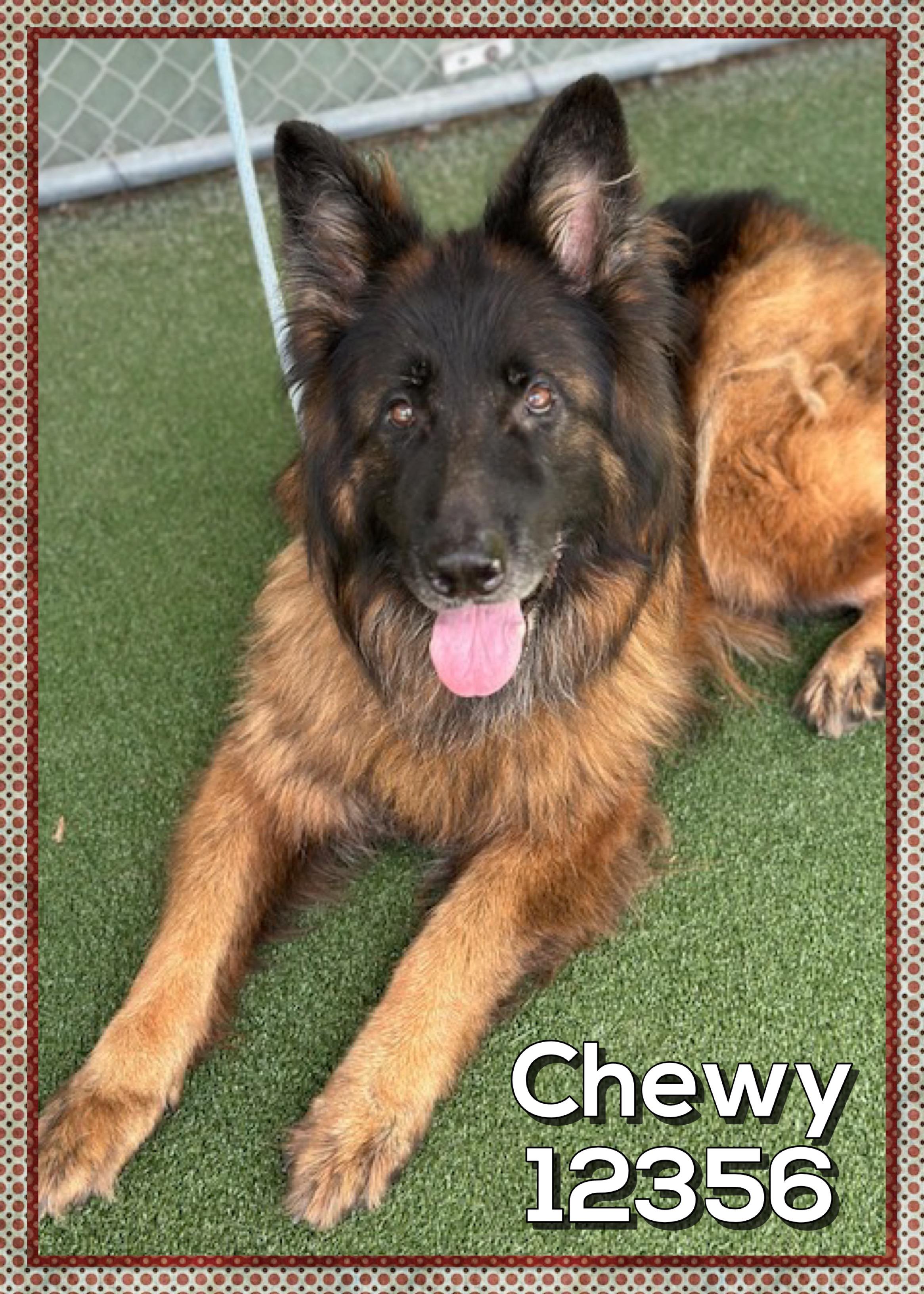 Chewy thumbnail 3