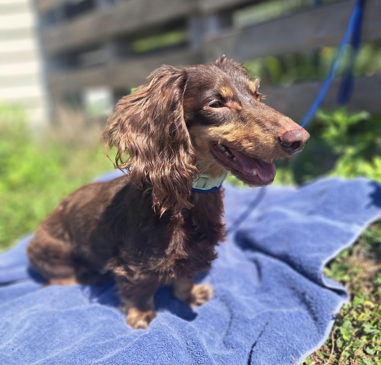Mocha Bean, adopted, Adult Male Dachshund (Long Haired).