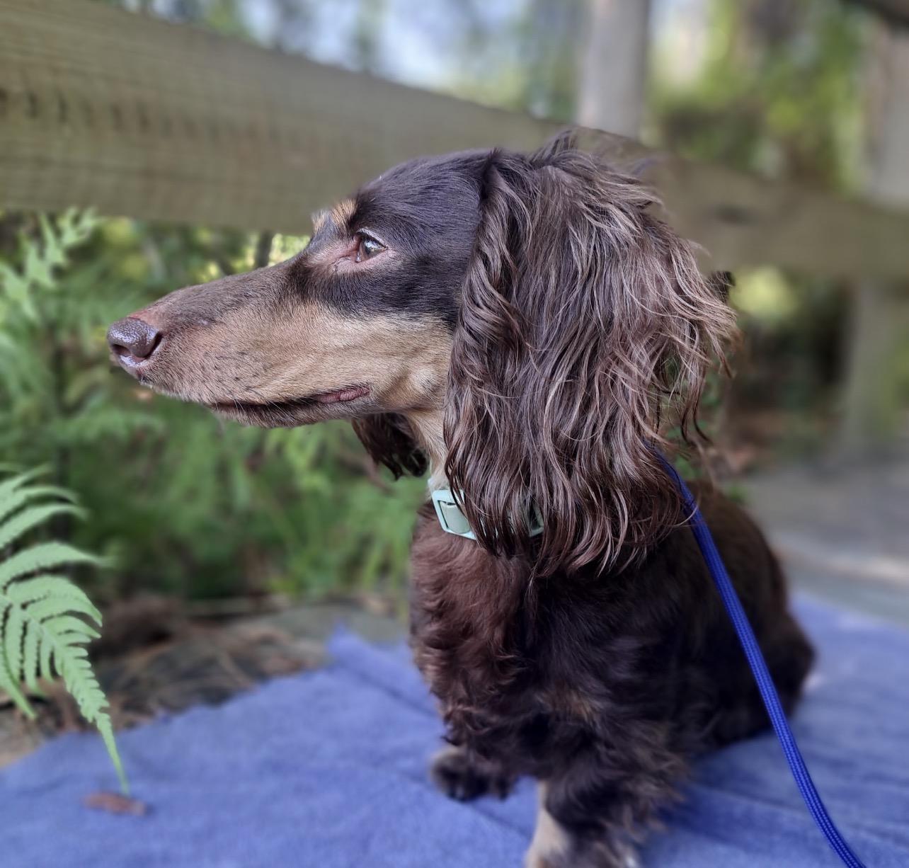 Enlarge Mocha Bean, an adopted Dachshund (Long Haired) in Sebring, FL image 2/3