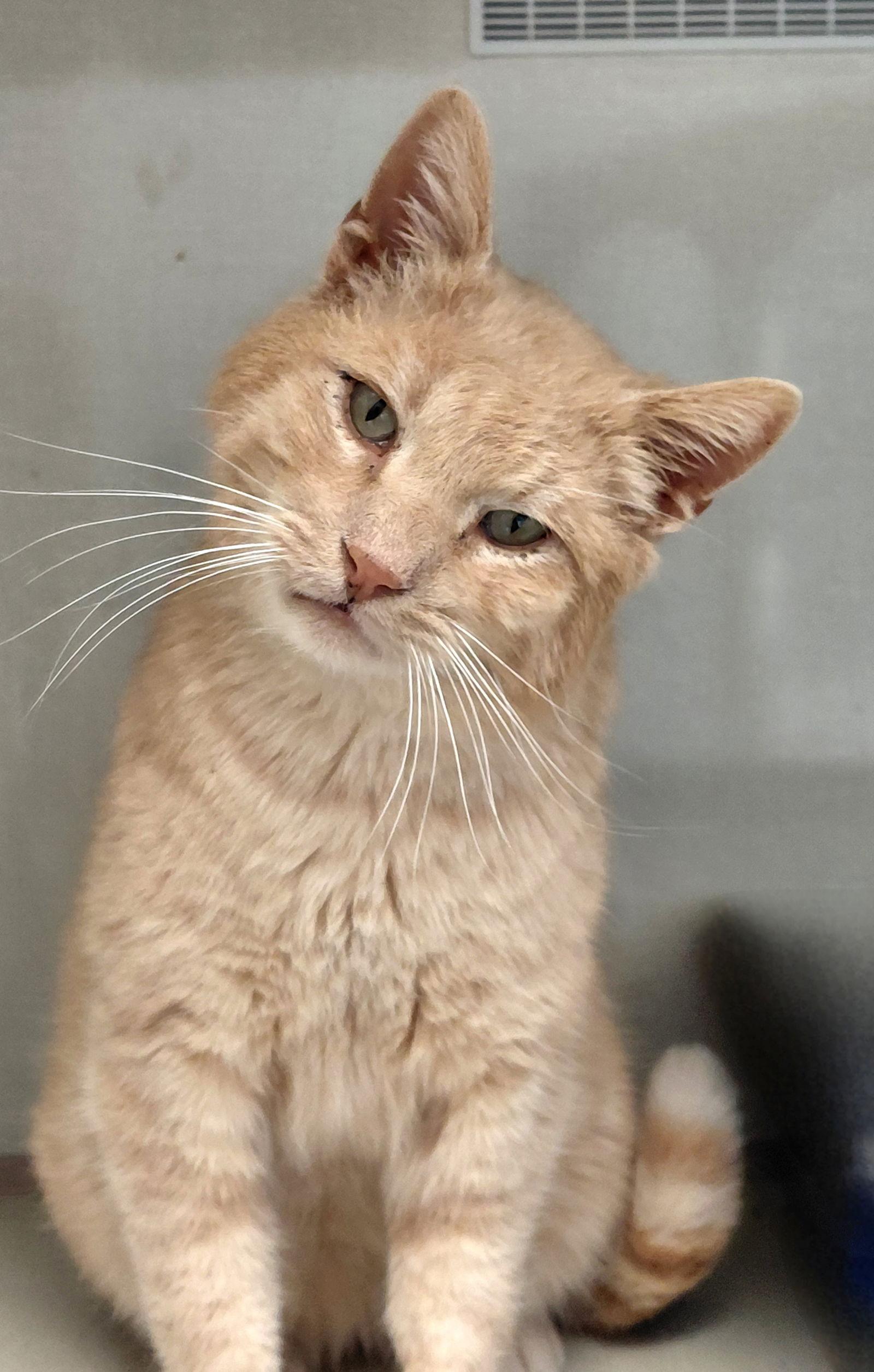 Enlarge Buck, a Adoptable mixed breed in Montello, WI image 1/3