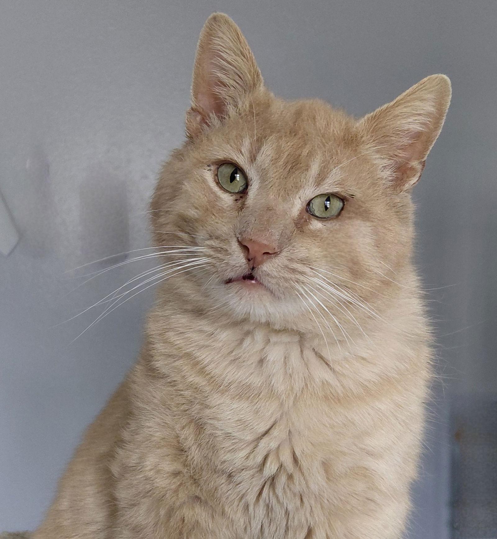 Enlarge Buck, a Adoptable mixed breed in Montello, WI image 2/3