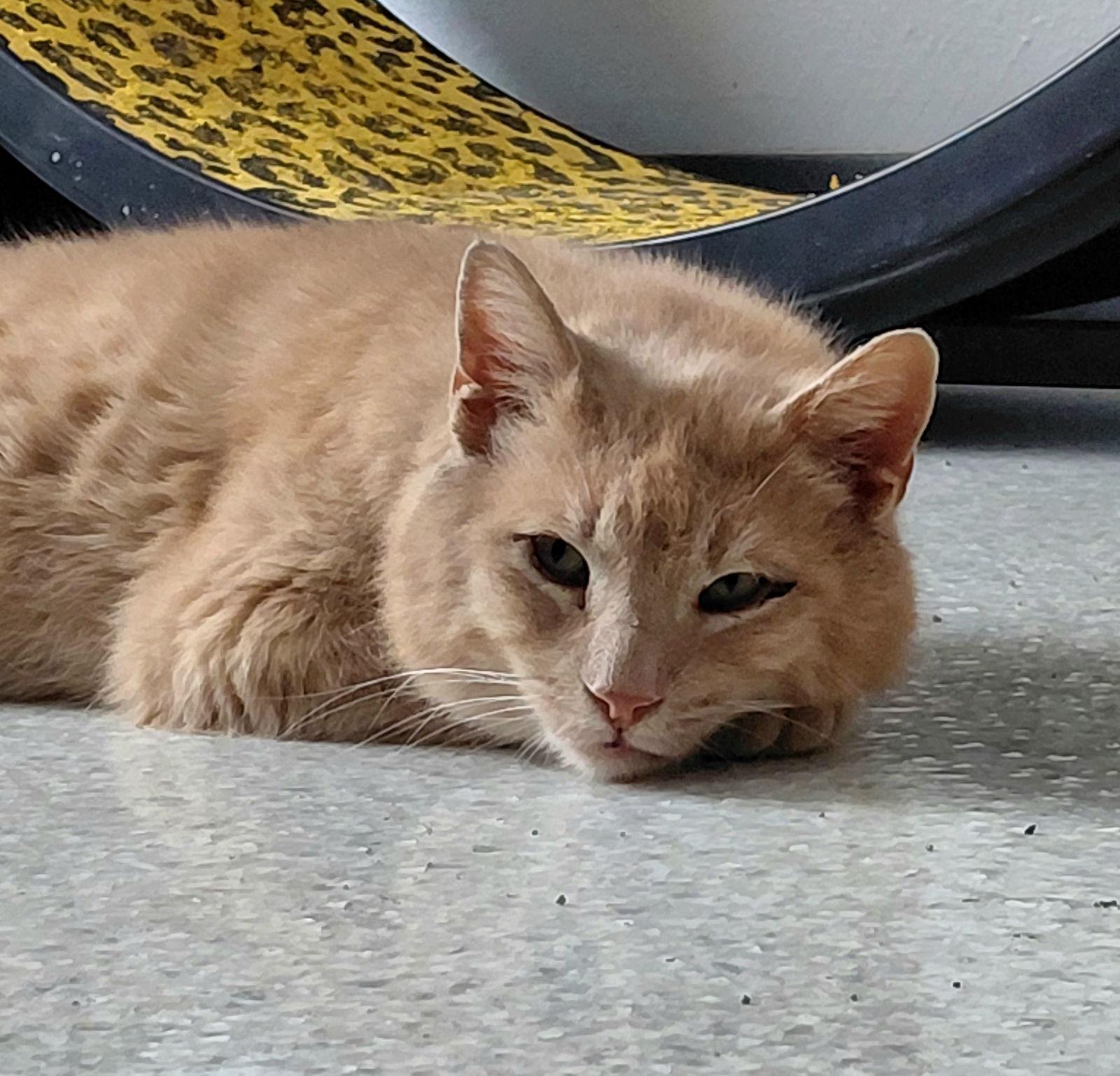 Enlarge Buck, a Adoptable mixed breed in Montello, WI image 3/3