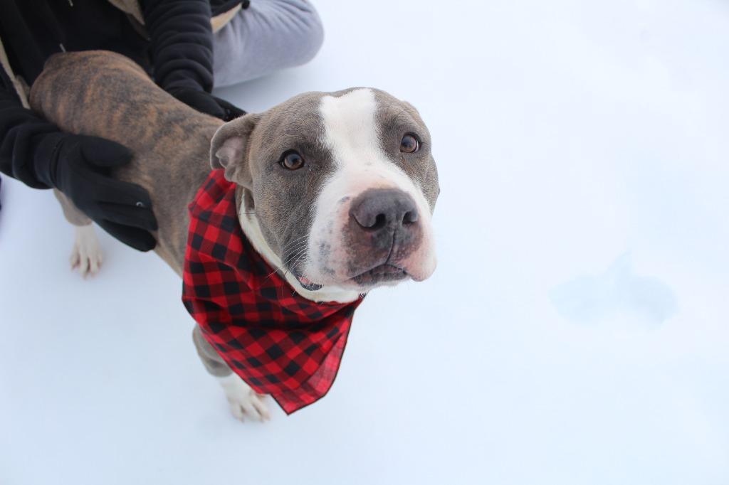 Enlarge Chubbs, a ADOPTABLE Pit Bull Terrier in Chestertown, MD image 4/4