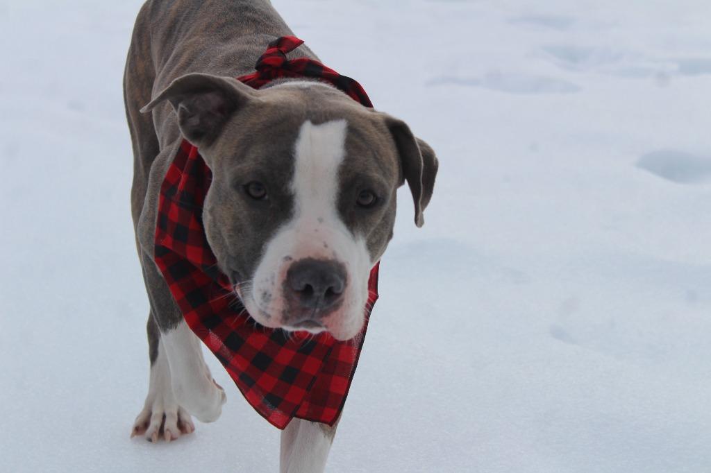 Enlarge Chubbs, a ADOPTABLE Pit Bull Terrier in Chestertown, MD image 3/4