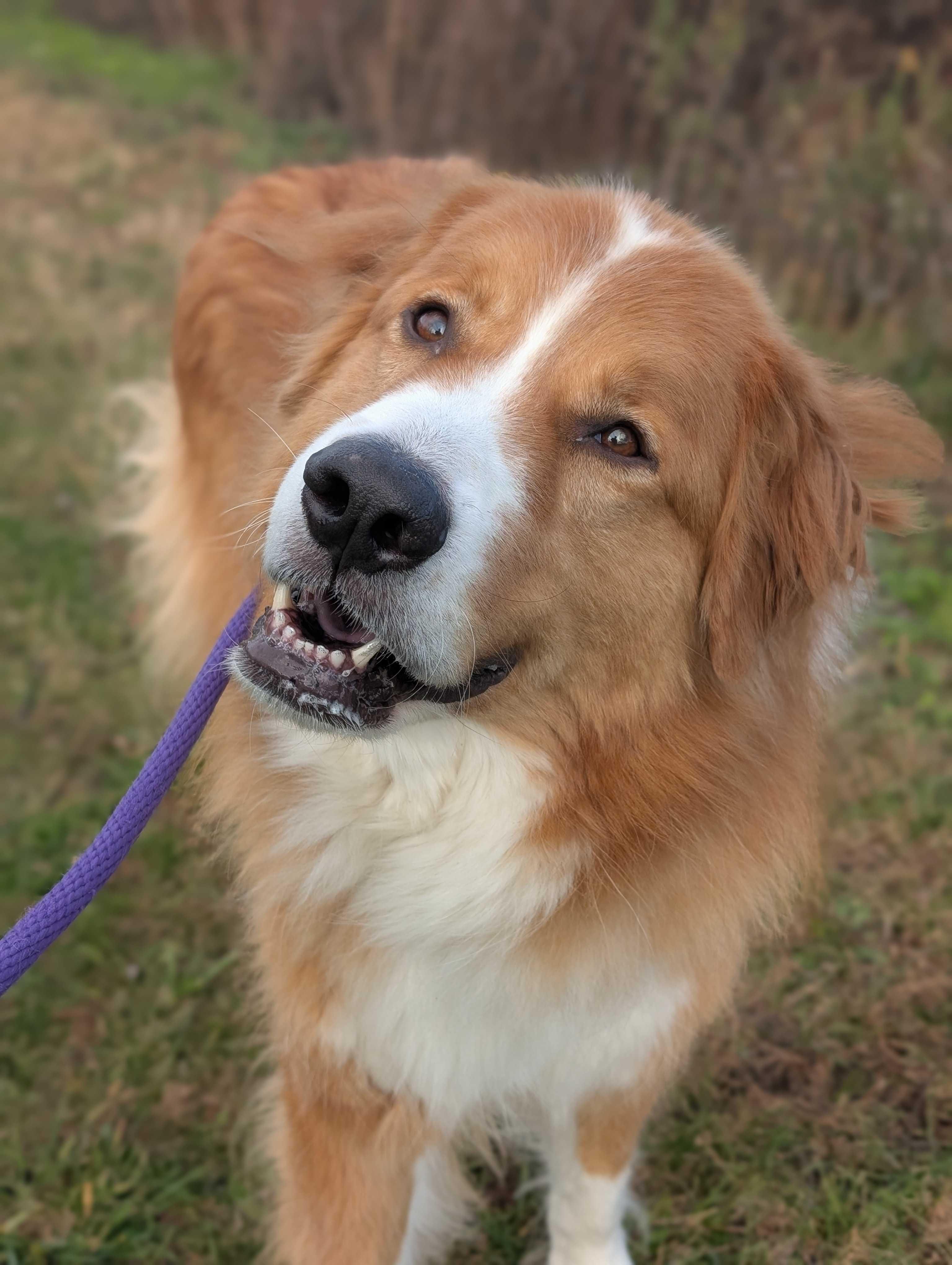 Luca, a Adoptable mixed breed in Lafayette, NJ image 1/3