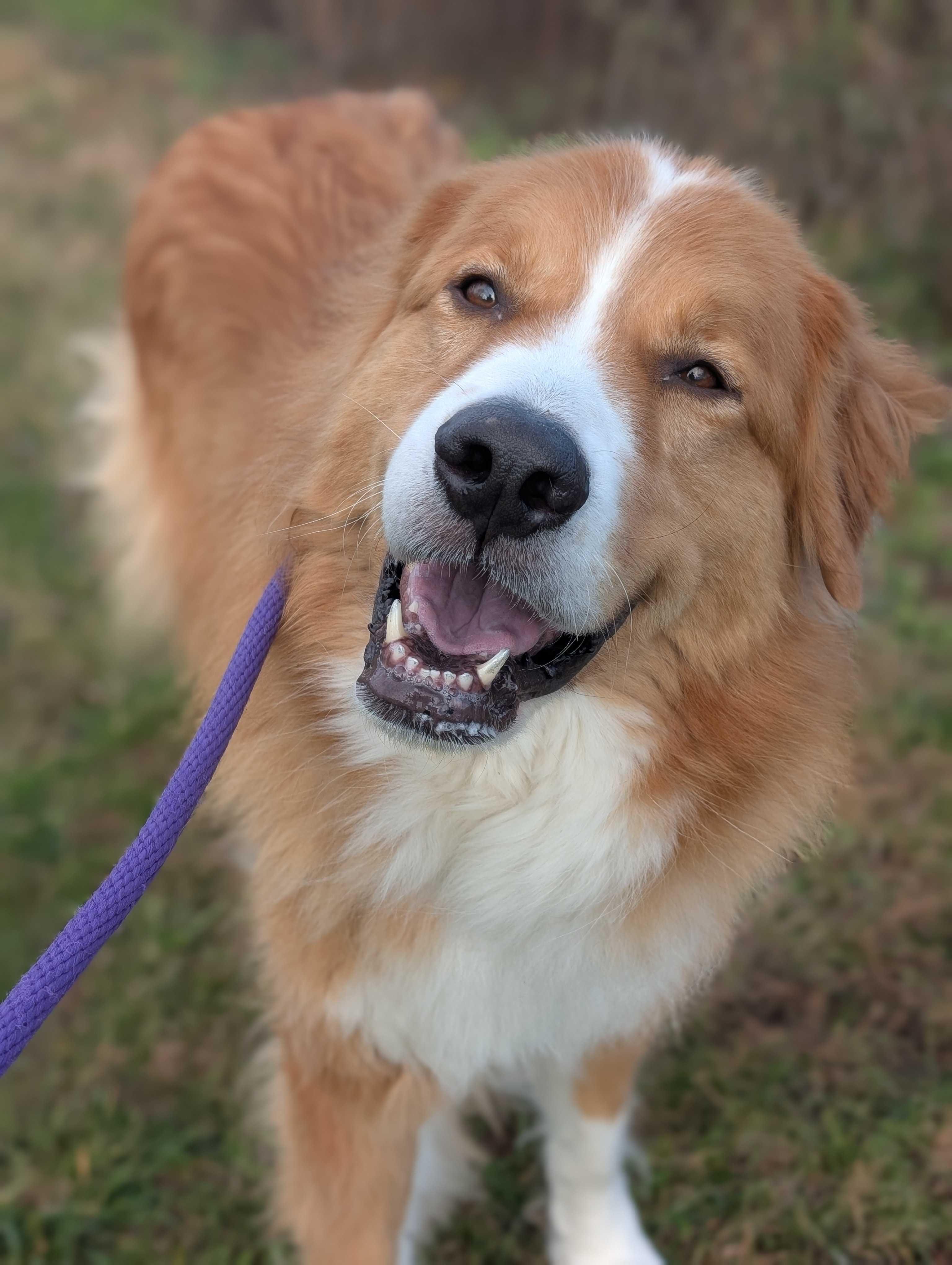 Luca, a Adoptable mixed breed in Lafayette, NJ image 3/3