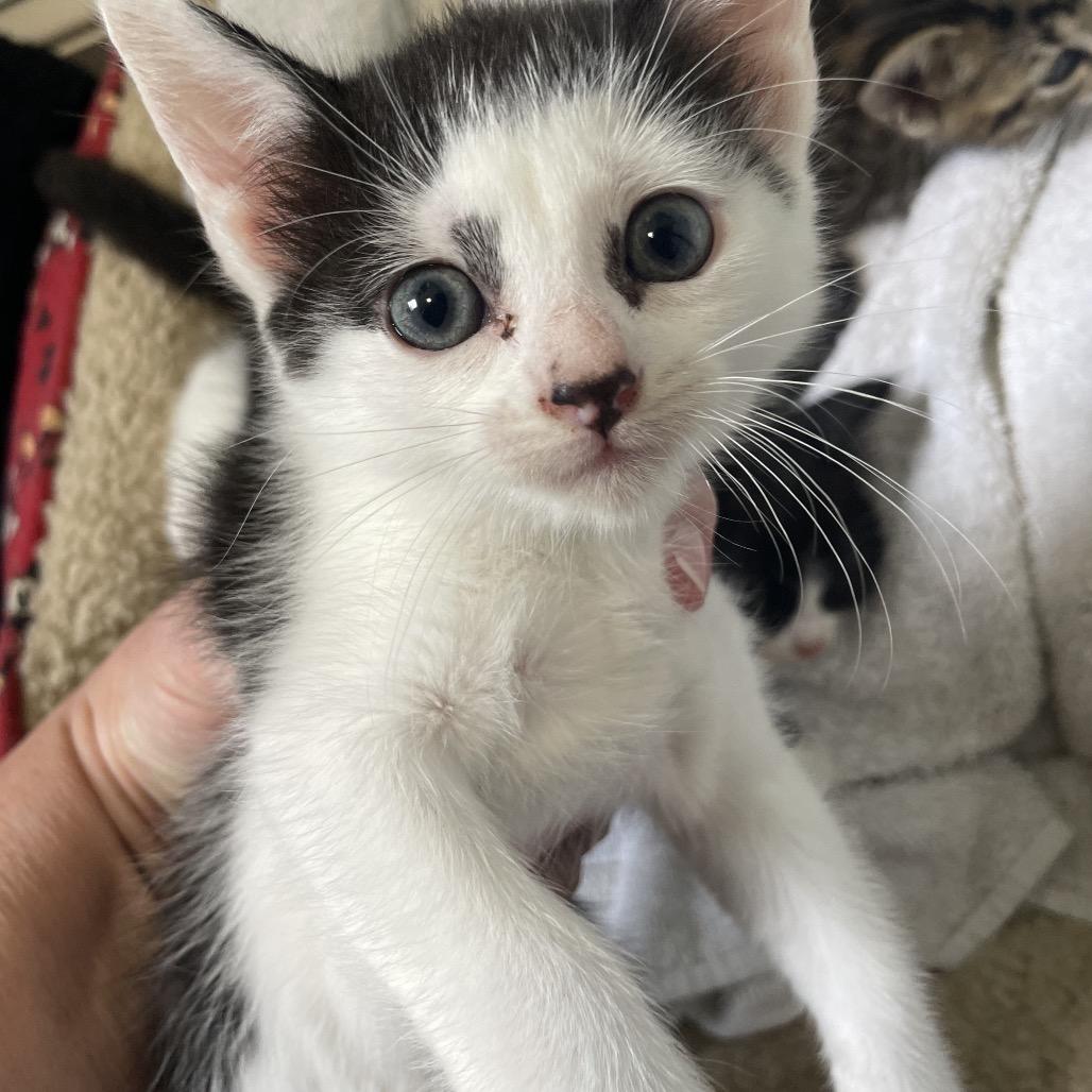 Violet Spring-TL, a Adoptable Domestic Short Hair in Tallahassee, FL image 2/6