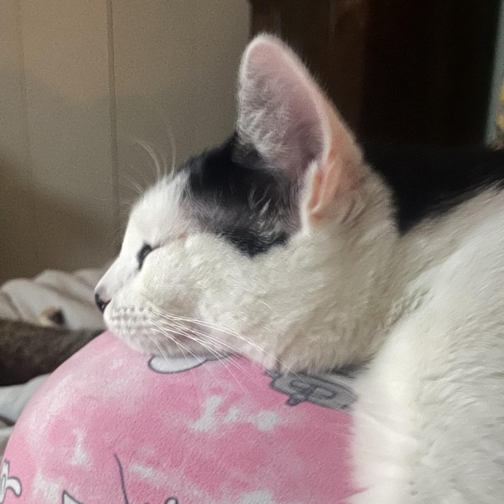 Violet Spring-TL, a Adoptable Domestic Short Hair in Tallahassee, FL image 1/6