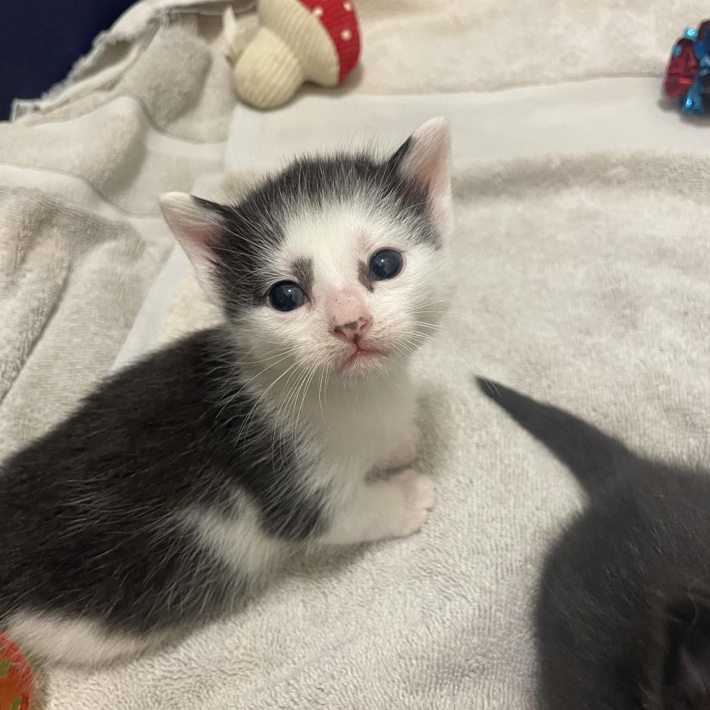 Violet Spring-TL, a Adoptable Domestic Short Hair in Tallahassee, FL image 3/6