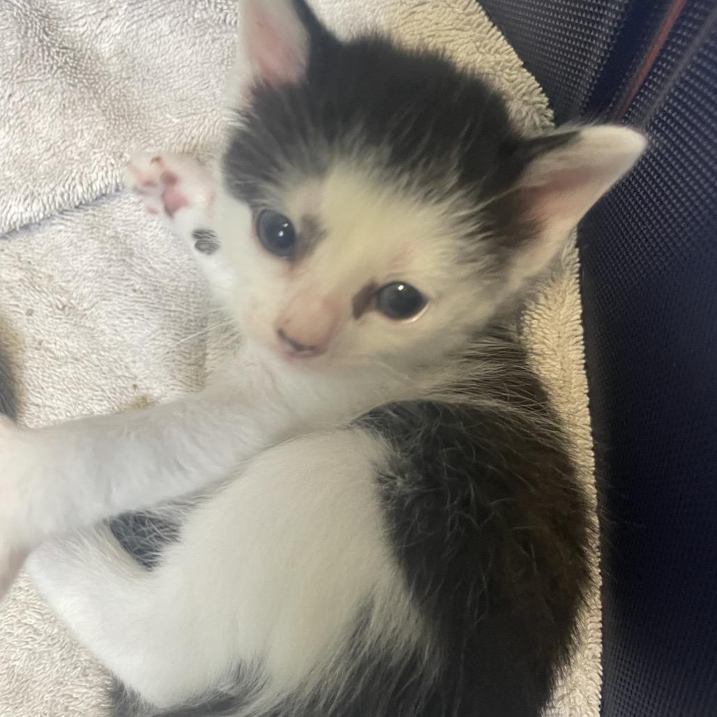 Violet Spring-TL, a Adoptable Domestic Short Hair in Tallahassee, FL image 4/6