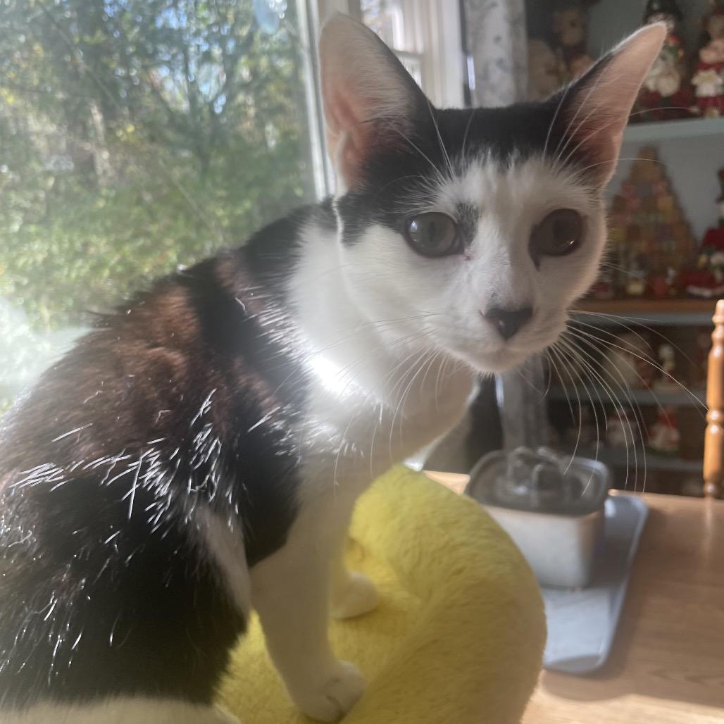 Enlarge Violet Spring-TL, a Adoptable Domestic Short Hair in Tallahassee, FL image 1/6