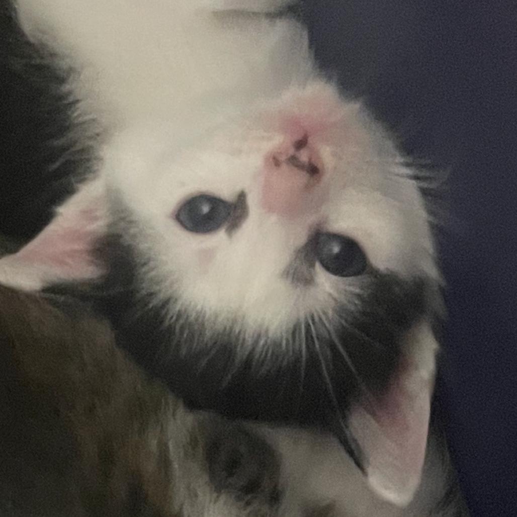 Violet Spring-TL, a Adoptable Domestic Short Hair in Tallahassee, FL image 5/6