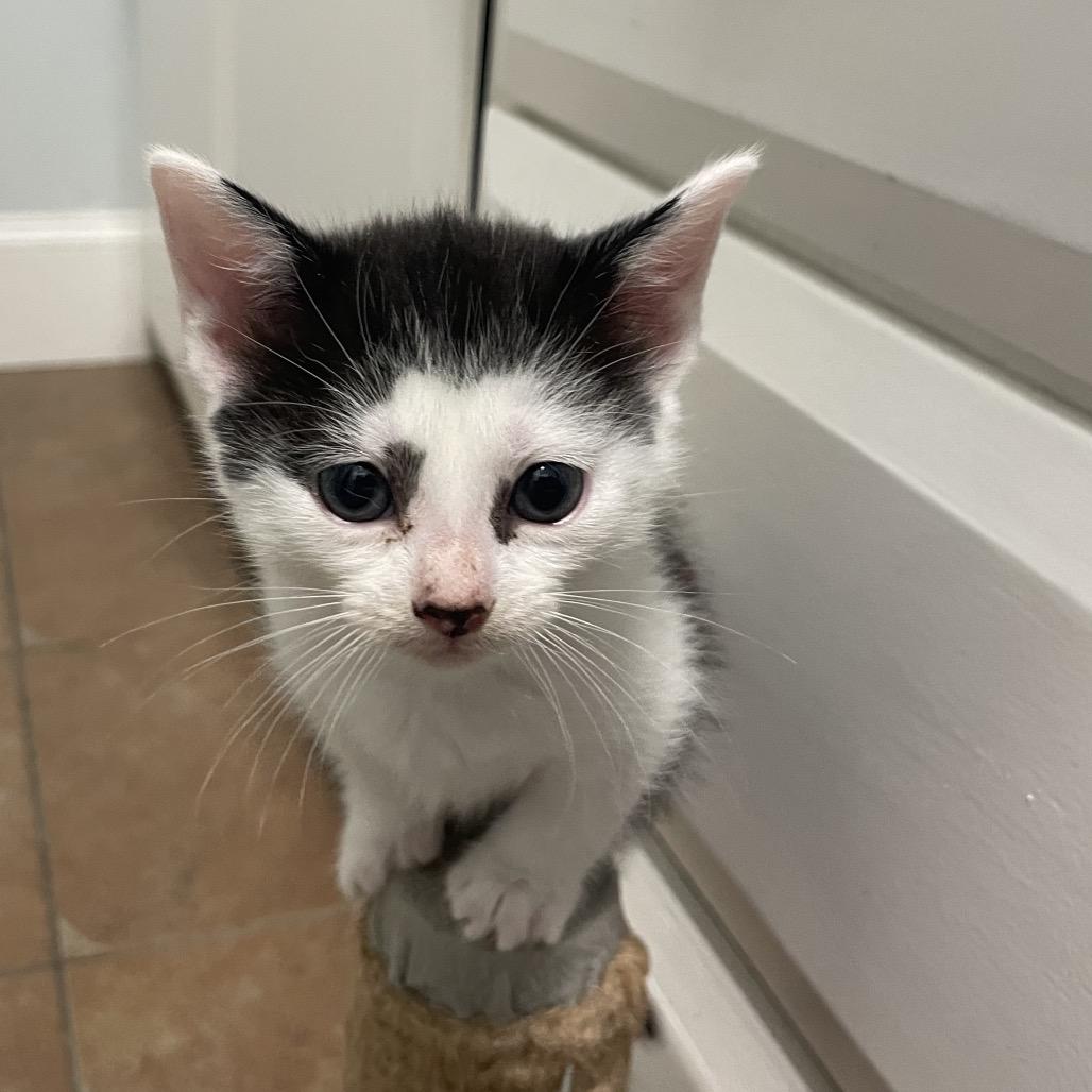 Violet Spring-TL, a Adoptable Domestic Short Hair in Tallahassee, FL image 6/6