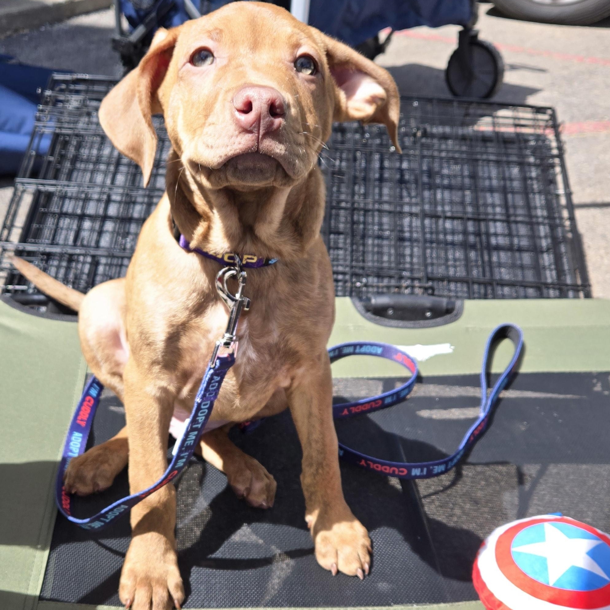 Crunch (biggie boy), Young Male Pit Bull Terrier