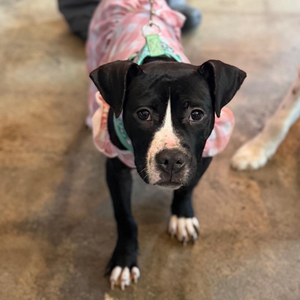 Enlarge Confetti, a Adoptable Mixed Breed in Rockville, MD image 1/4