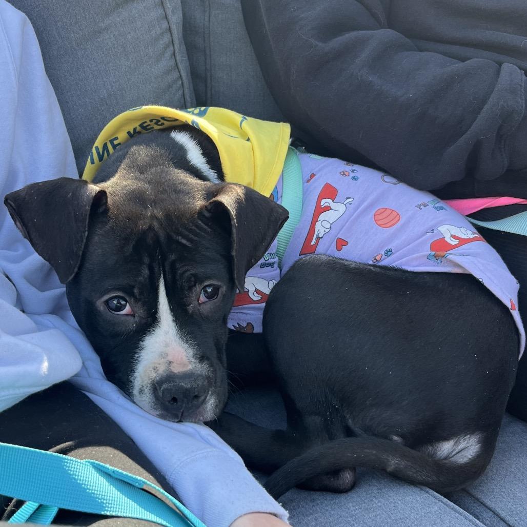 Enlarge Confetti, a Adoptable Mixed Breed in Rockville, MD image 2/4