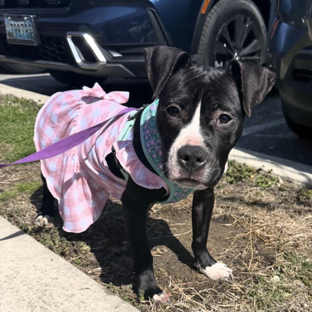 Enlarge Confetti, a Adoptable Mixed Breed in Rockville, MD image 3/4