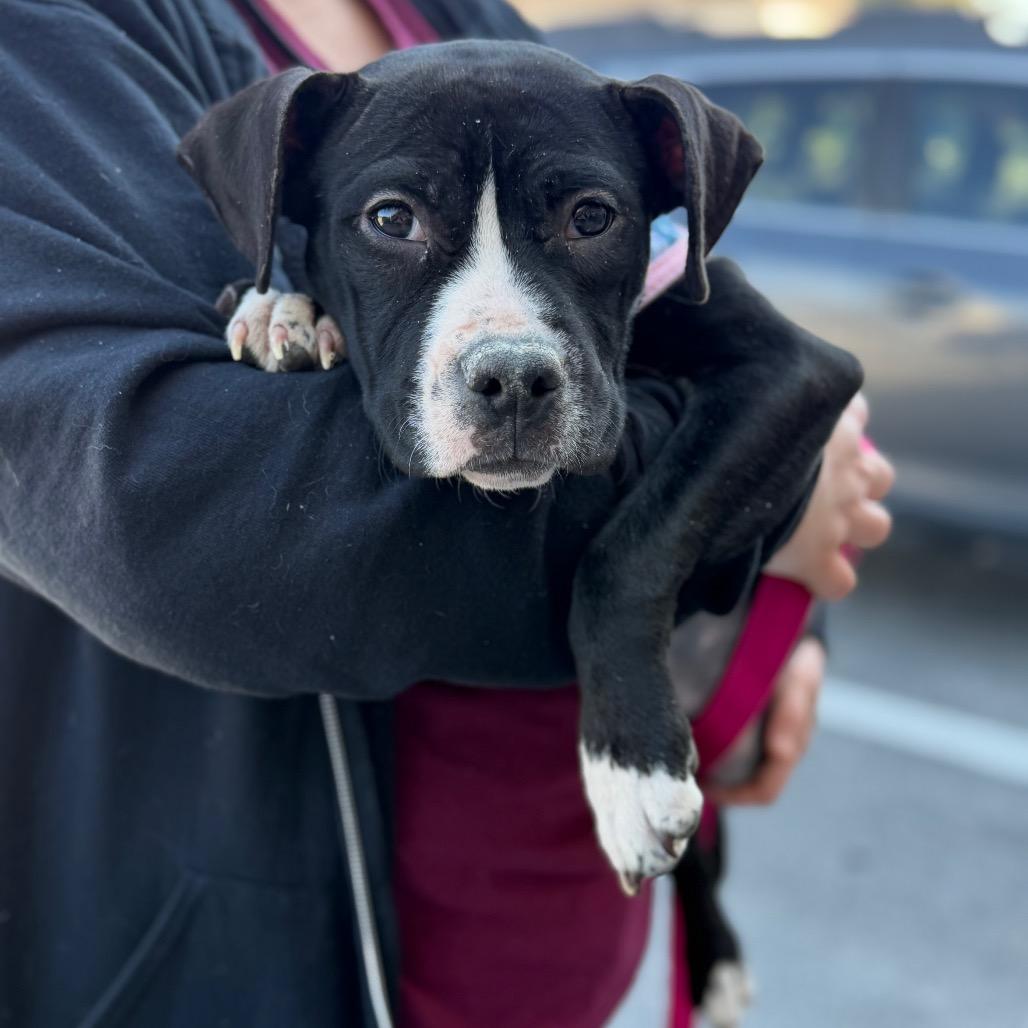 Enlarge Confetti, a Adoptable Mixed Breed in Rockville, MD image 4/4