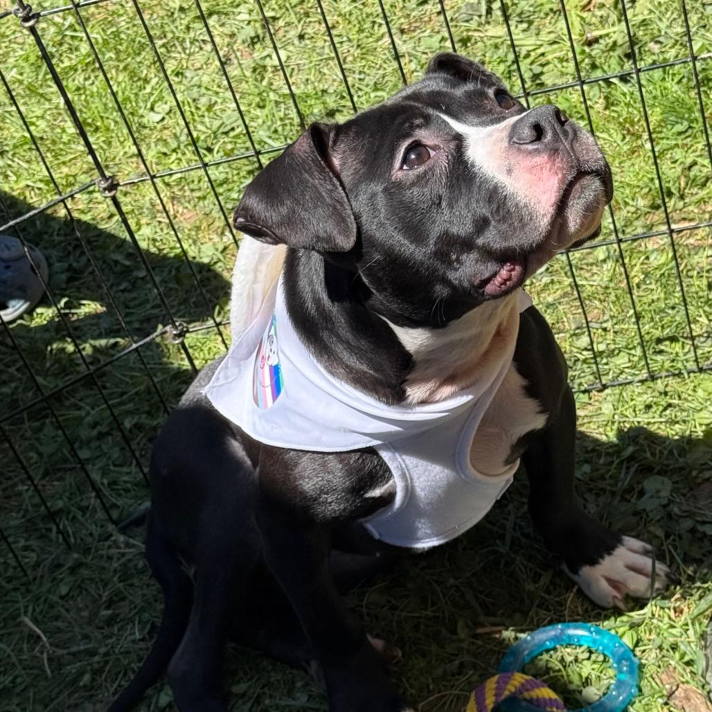 Enlarge Confetti, a Adoptable Mixed Breed in Rockville, MD image 5/6