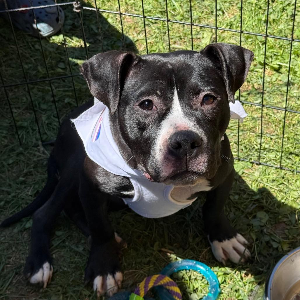 Enlarge Confetti, a Adoptable Mixed Breed in Rockville, MD image 6/6