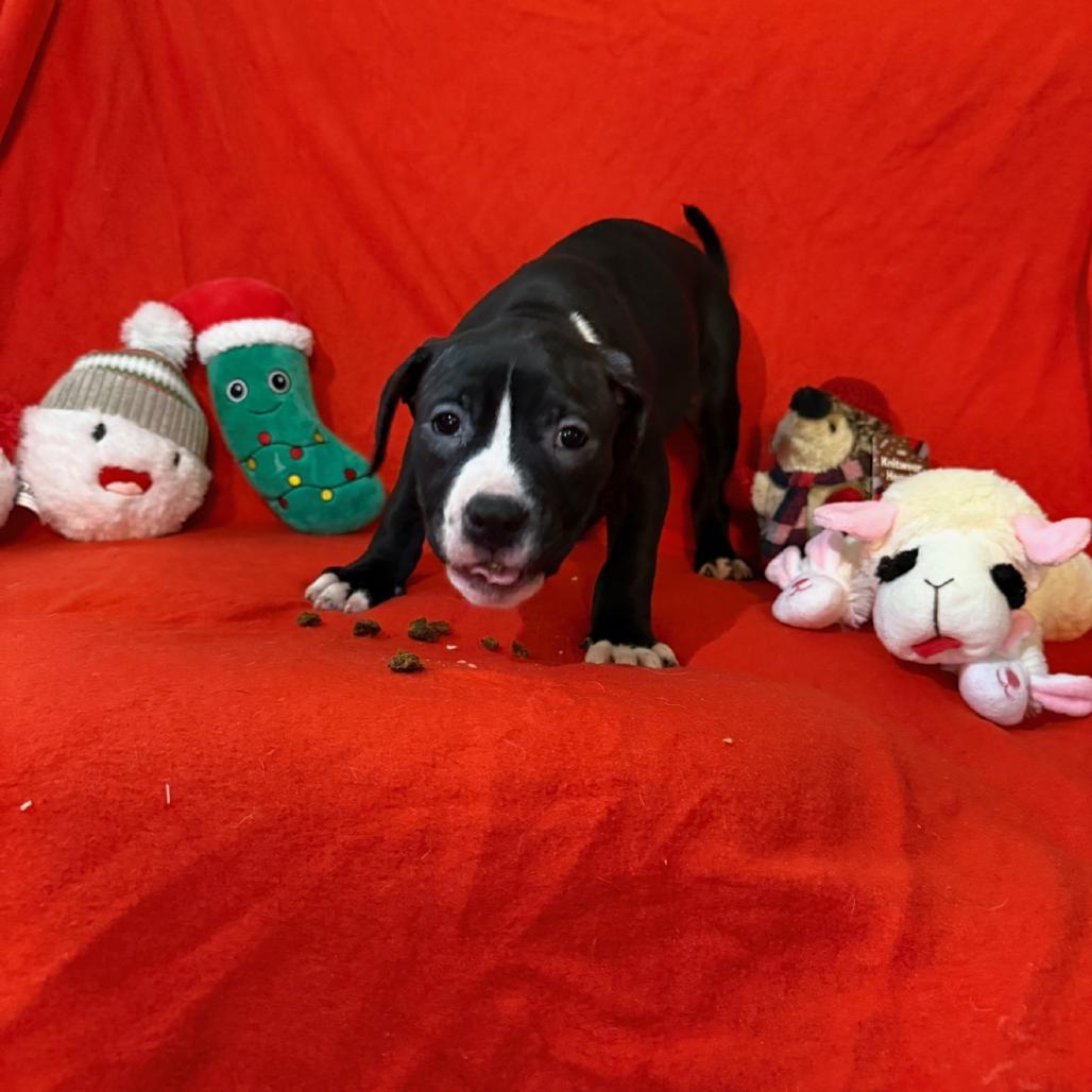 Enlarge Confetti, a Adoptable Mixed Breed in Rockville, MD image 1/2