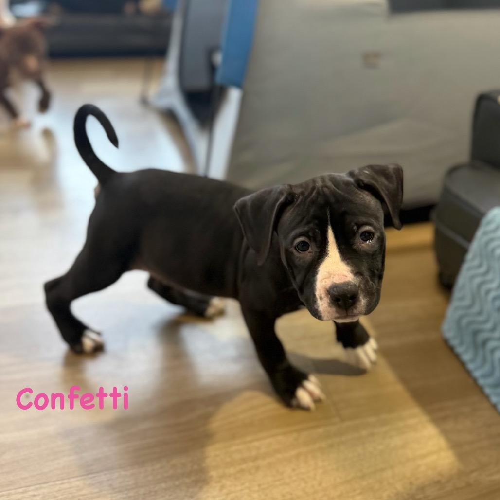 Enlarge Confetti, a Adoptable Mixed Breed in Rockville, MD image 2/2