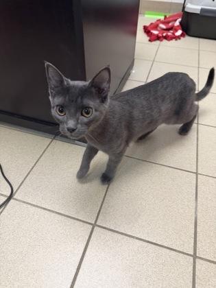 Enlarge Dorothy, a Adoptable mixed breed in Traverse City, MI image 3/3