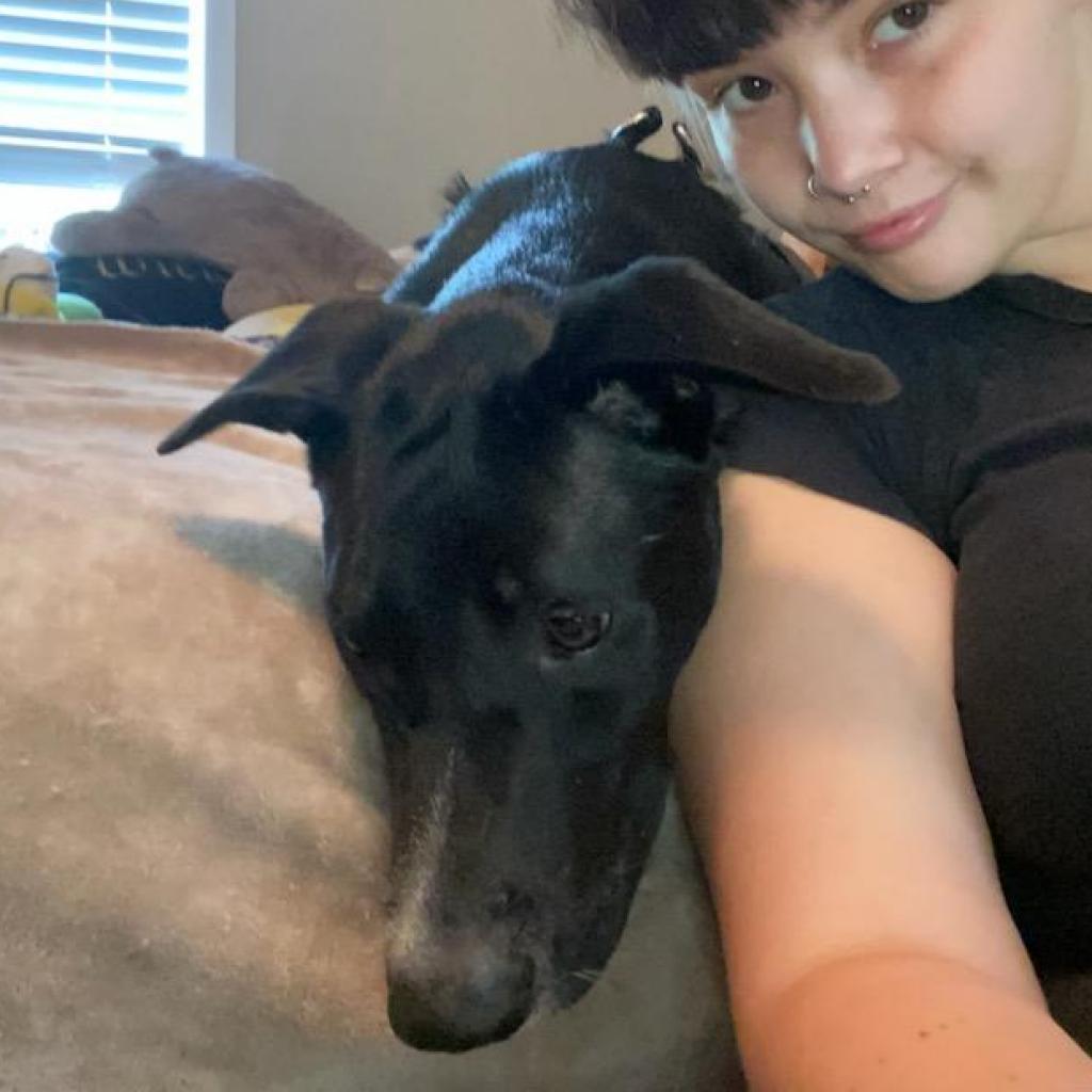 Lola, Adoptable, Adult Female Shepherd & Black Labrador Retriever.