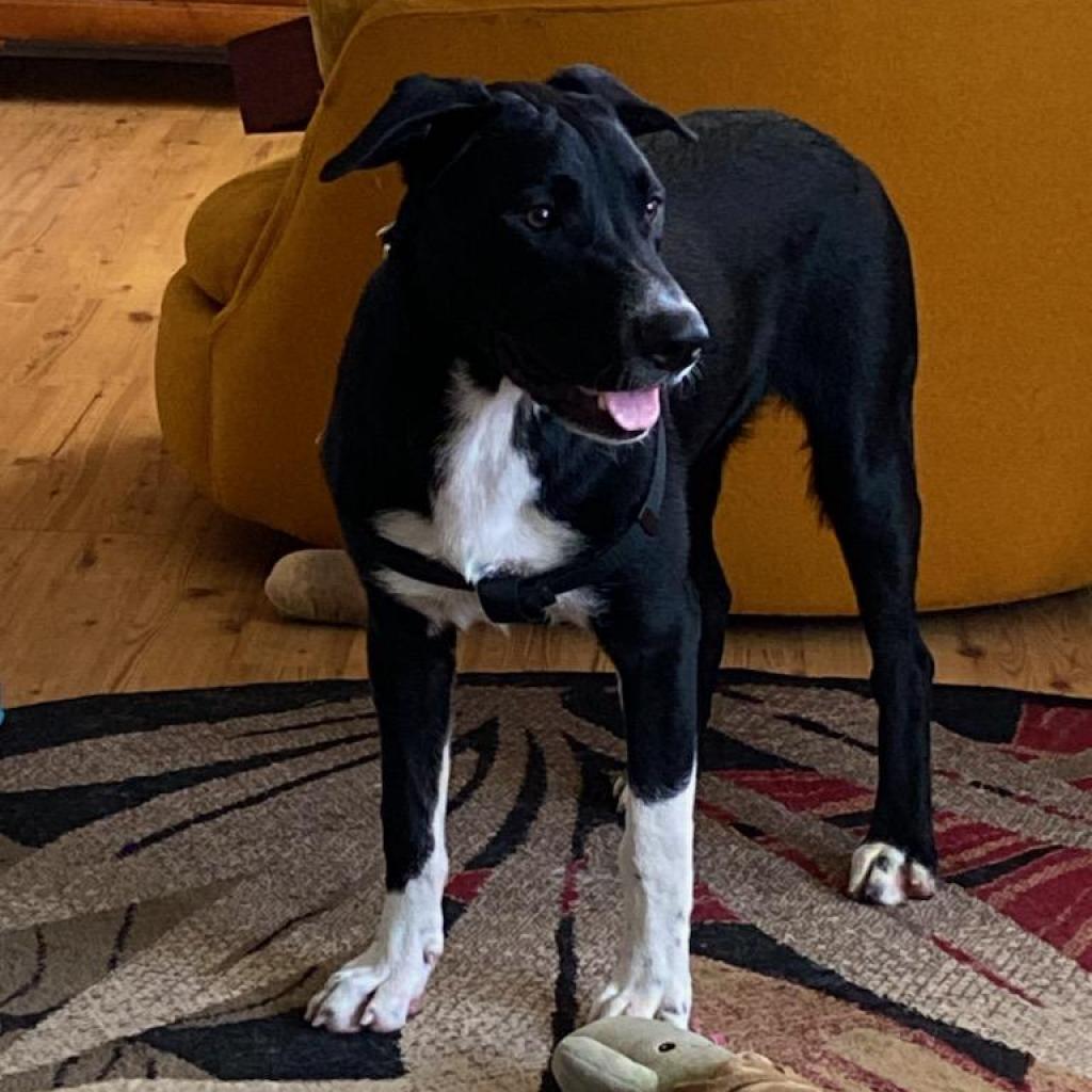 Enlarge Lola, a Adoptable mixed breed in Hinesville, GA image 3/6