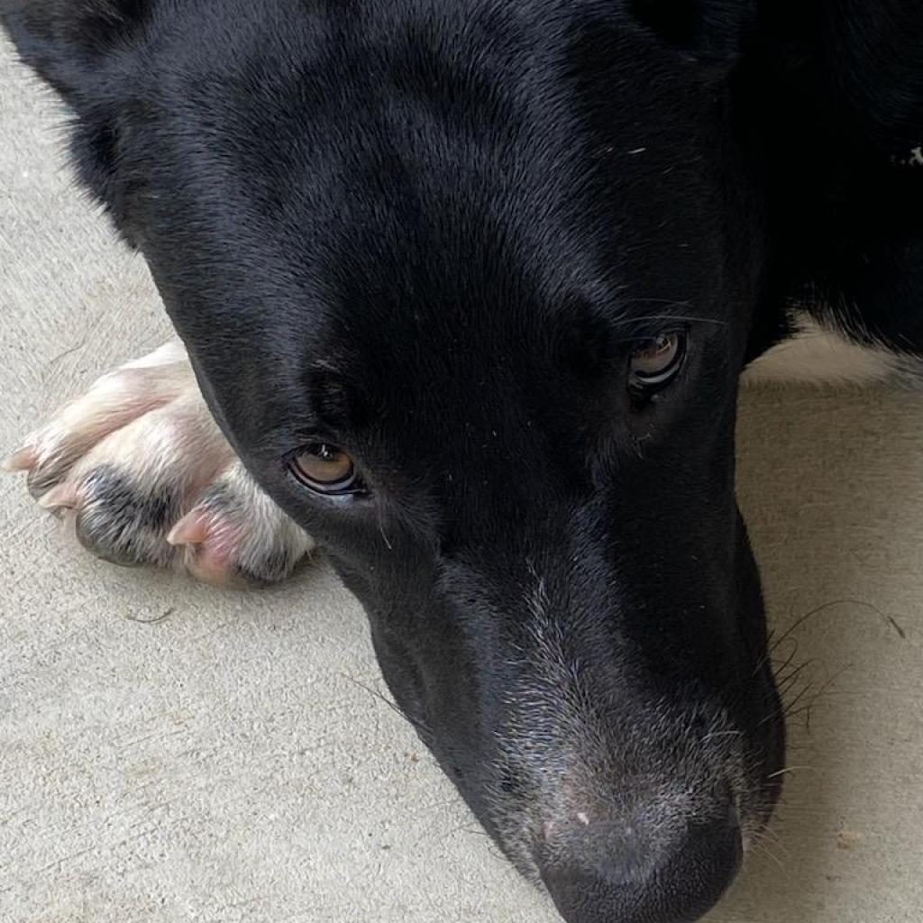 Enlarge Lola, a Adoptable mixed breed in Hinesville, GA image 5/6