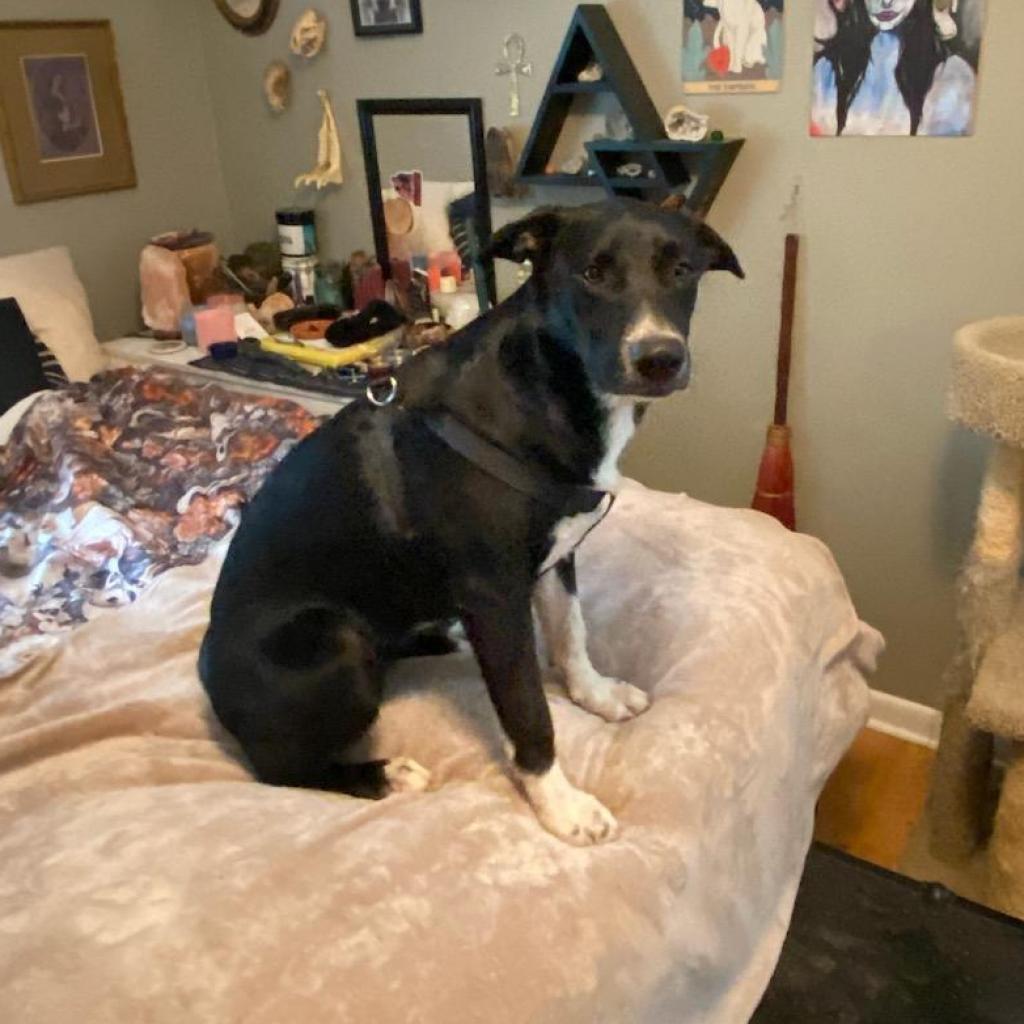 Enlarge Lola, a Adoptable mixed breed in Hinesville, GA image 6/6