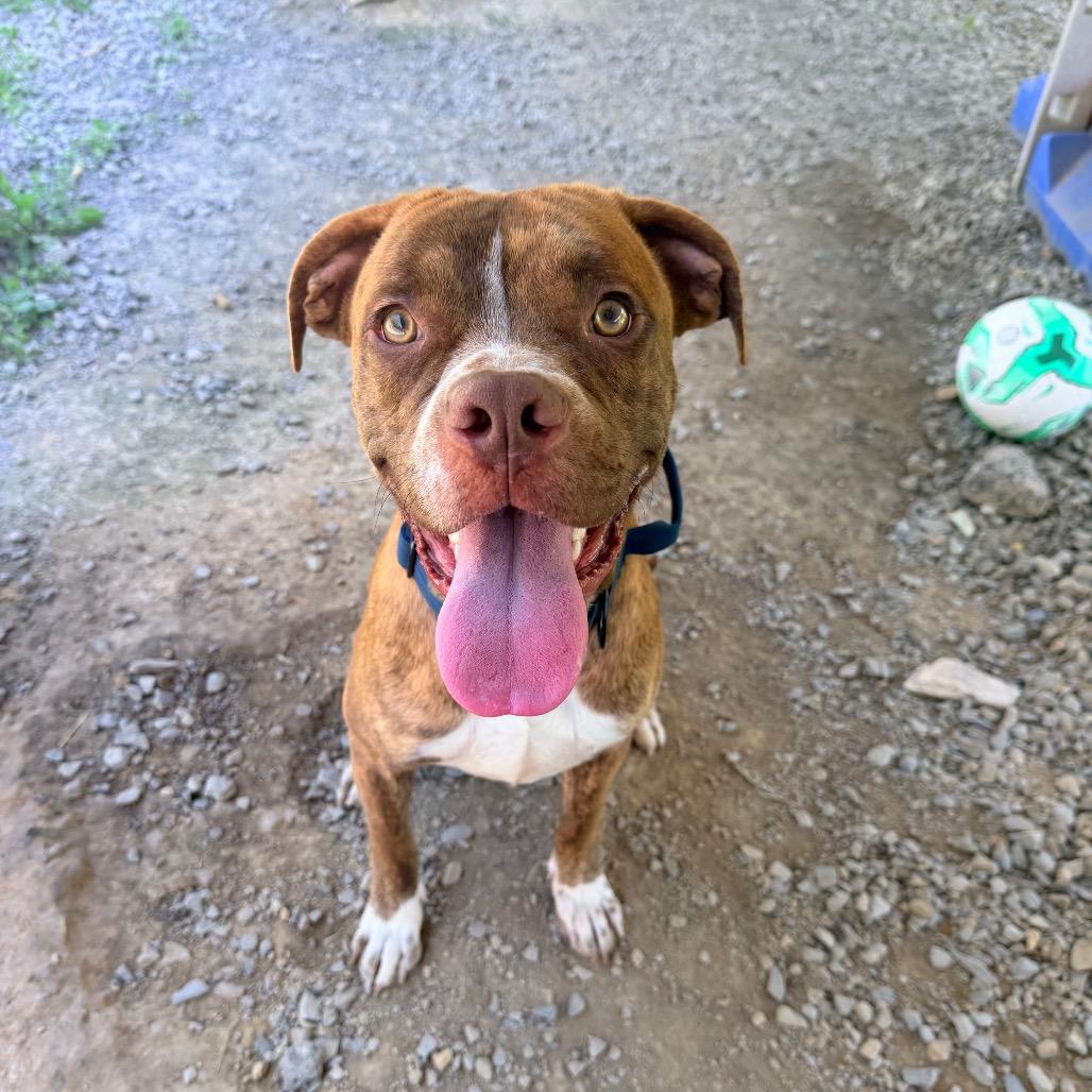 Jim, a Adoptable mixed breed in Fairmont, WV image 1/5