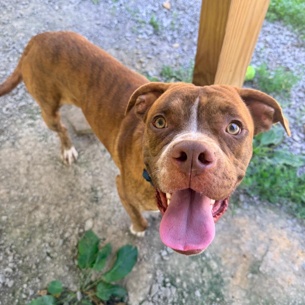 Jim, a Adoptable mixed breed in Fairmont, WV image 2/5