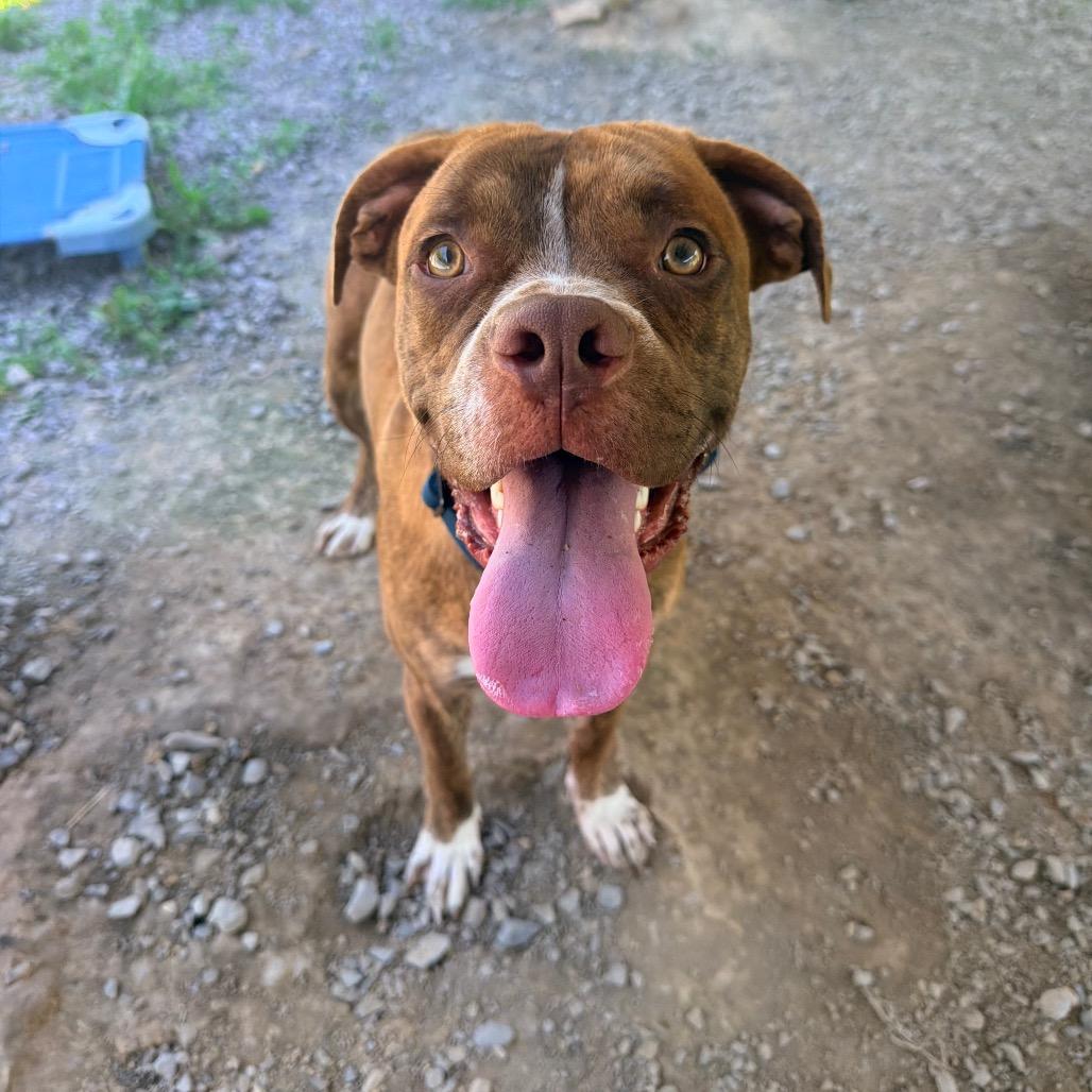Jim, a Adoptable mixed breed in Fairmont, WV image 3/5